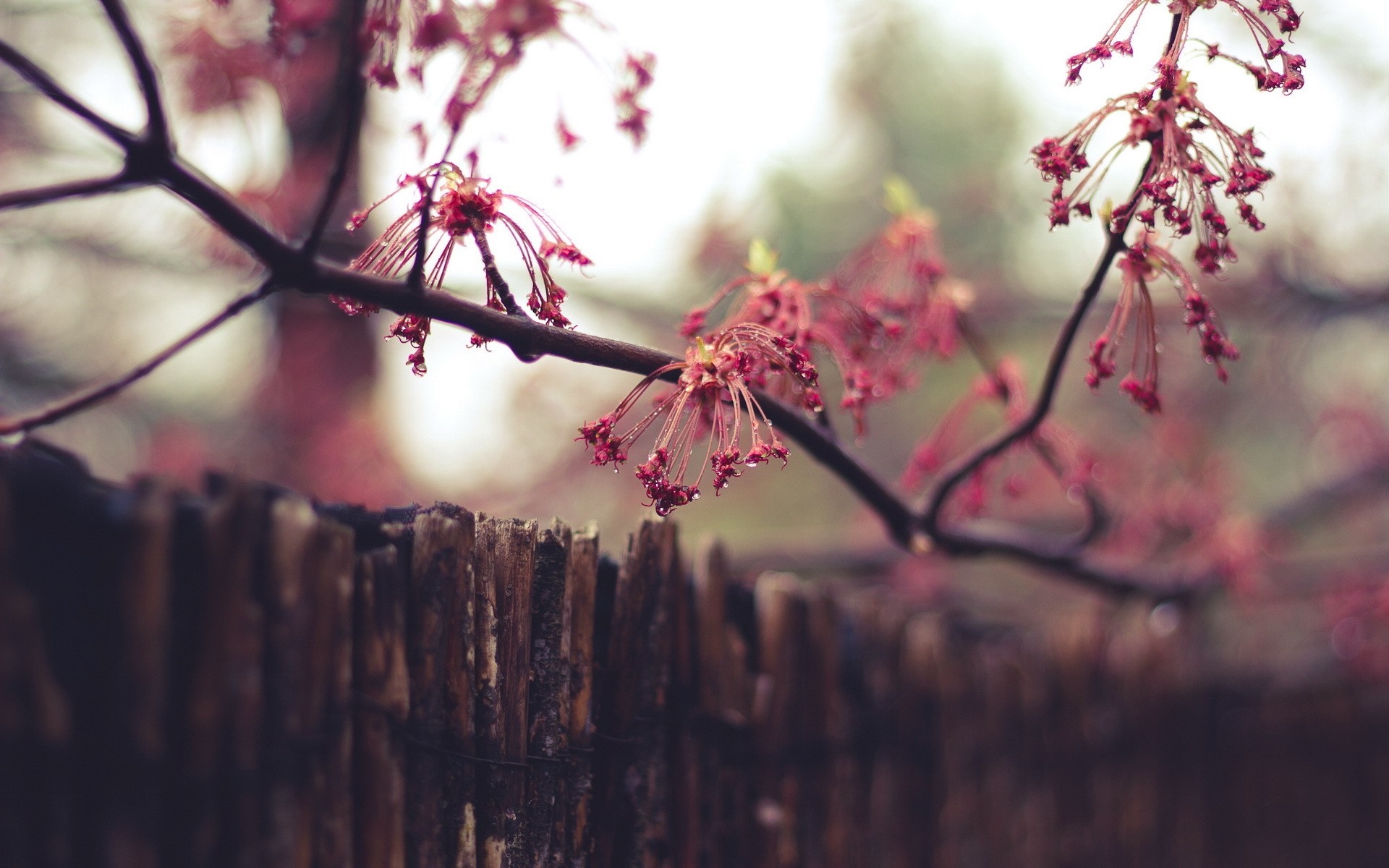 Red blossoms on a branch over a wooden fence HD Wallpaper