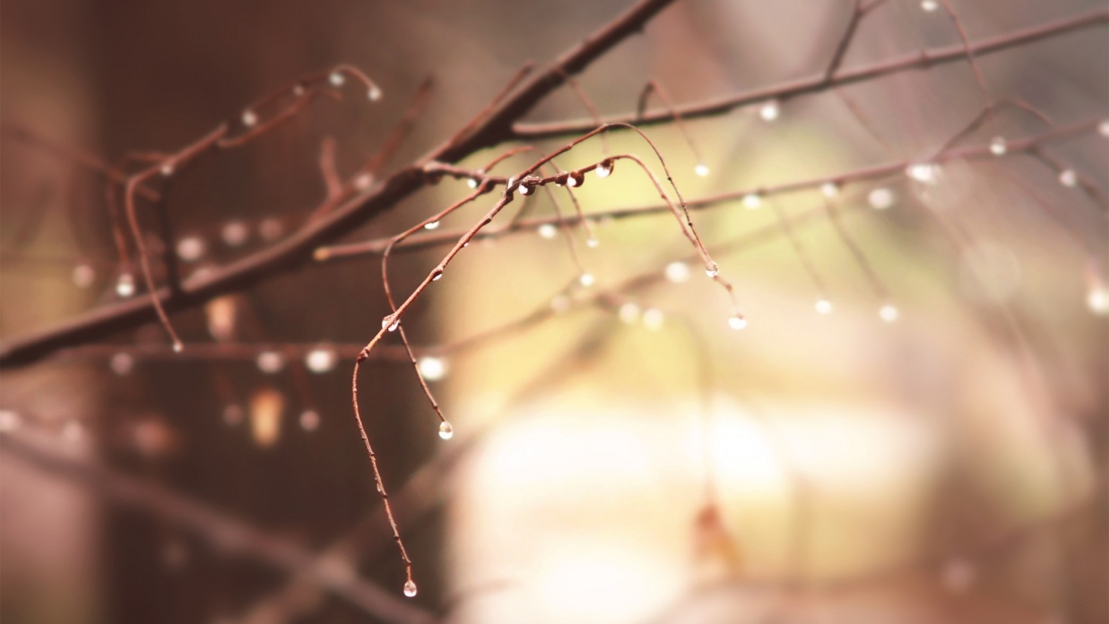 Close-up of water drops on a branch HD Wallpaper