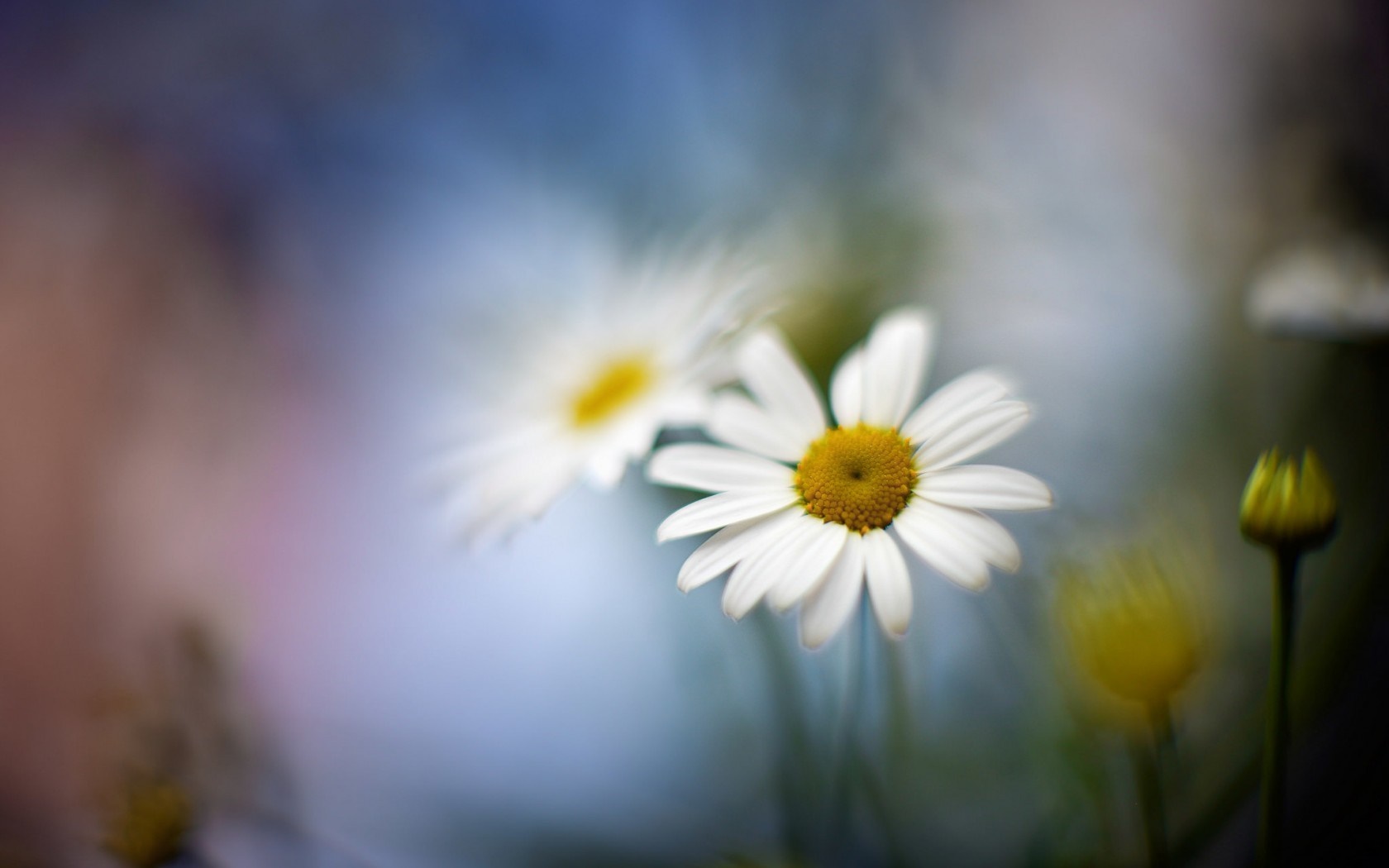Close-up of daisies with a blurred background HD Wallpaper