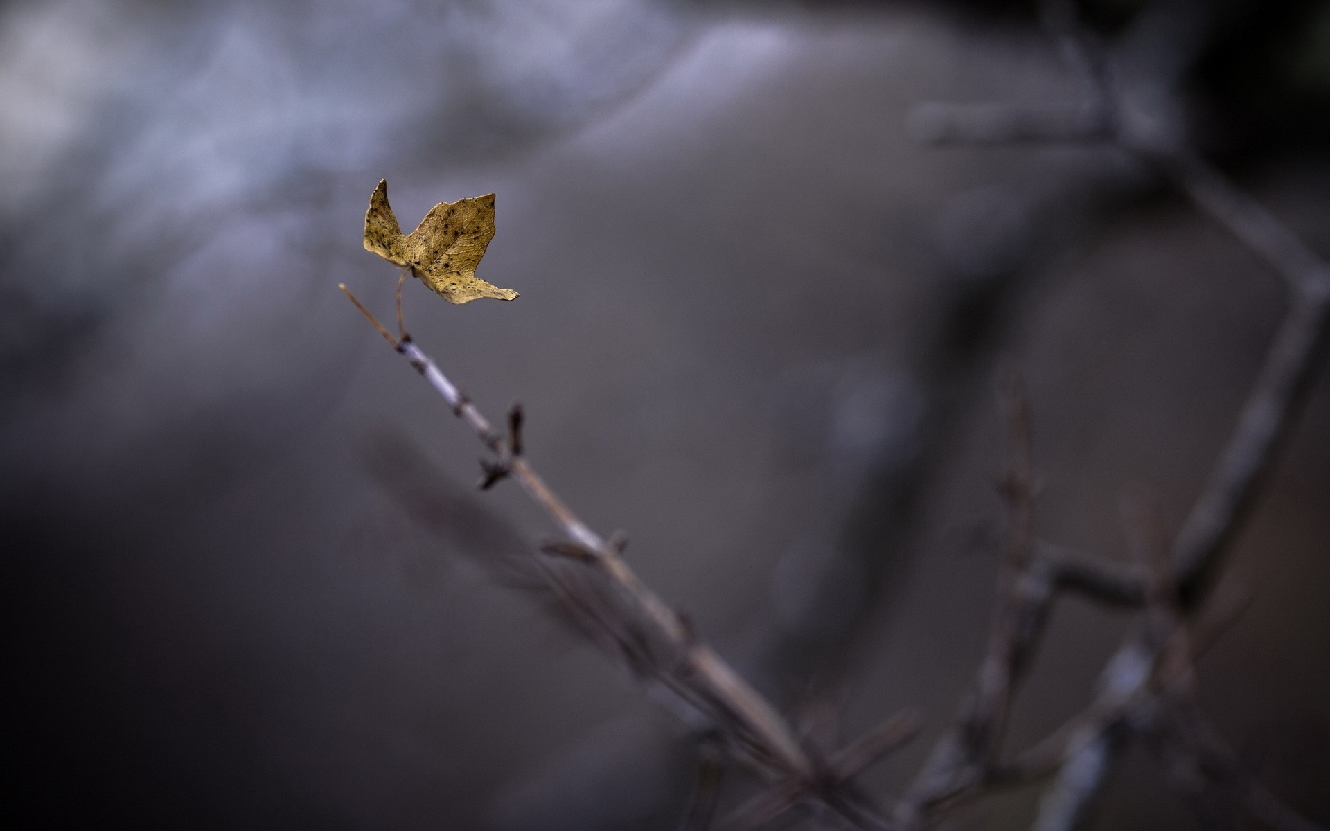 A lone dry leaf on a branch in soft focus HD Wallpaper
