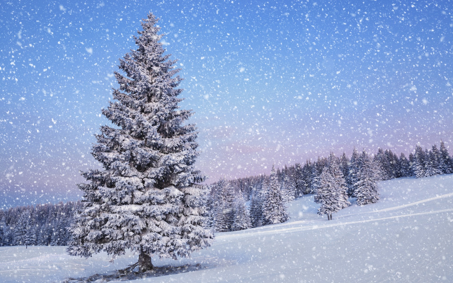 Snowy landscape with a large fir tree and forest HD Wallpaper