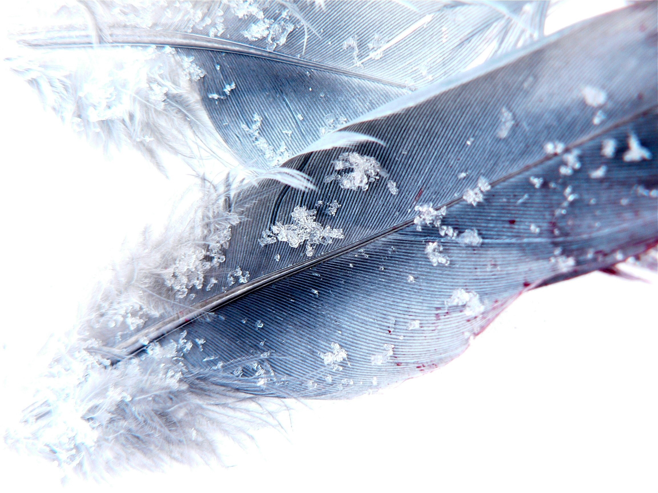 Close-up of feathers with snowflakes HD Wallpaper