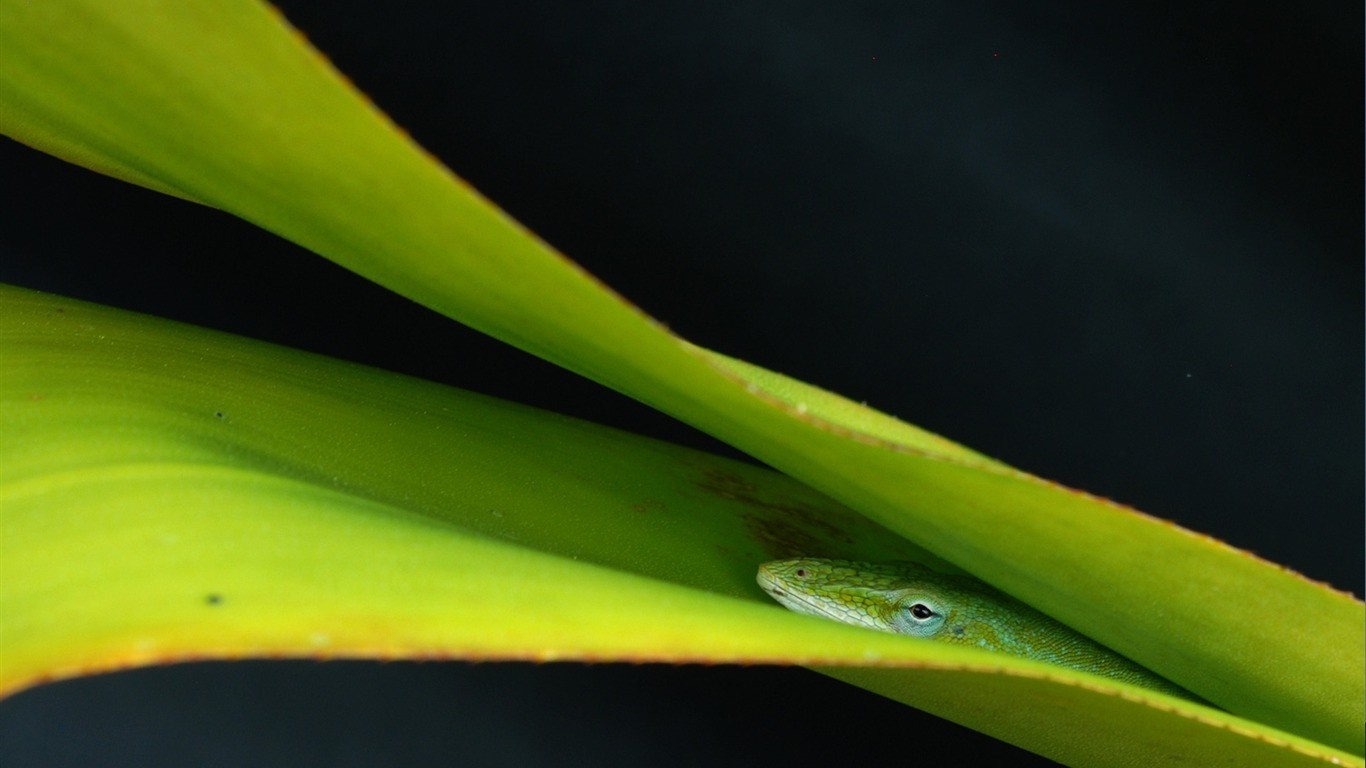 Green anole lizard peeking from under a large green leaf HD Wallpaper