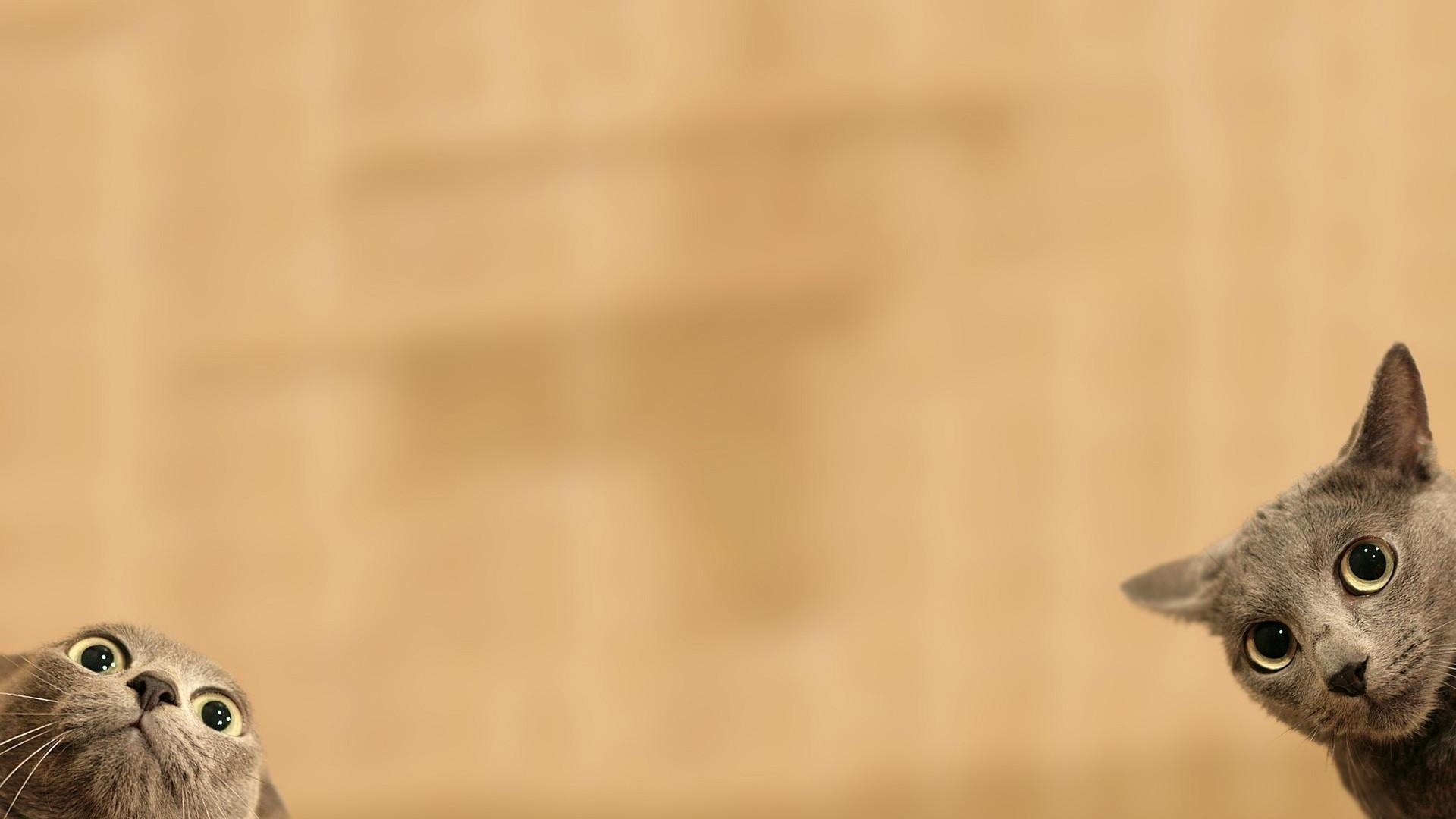Two curious cats peeking from the bottom corners HD Wallpaper