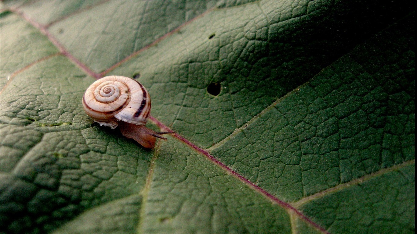 Snail on a green leaf, macro photography HD Wallpaper