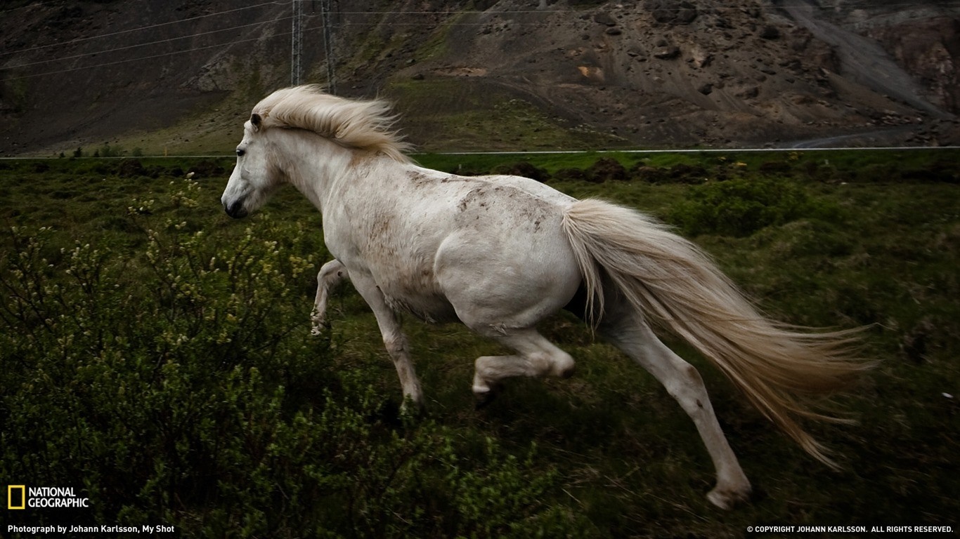 White horse running through a field in Iceland HD Wallpaper