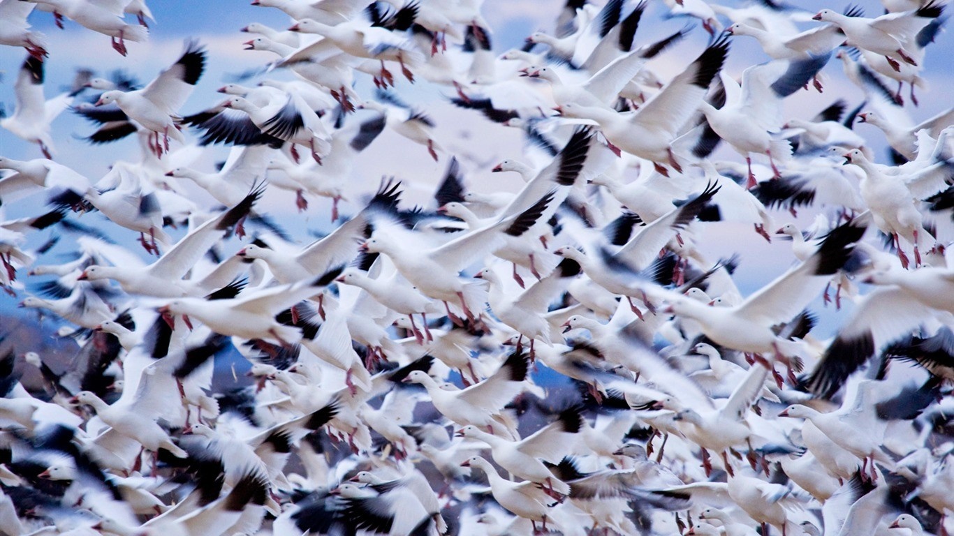 A large flock of snow geese in flight HD Wallpaper