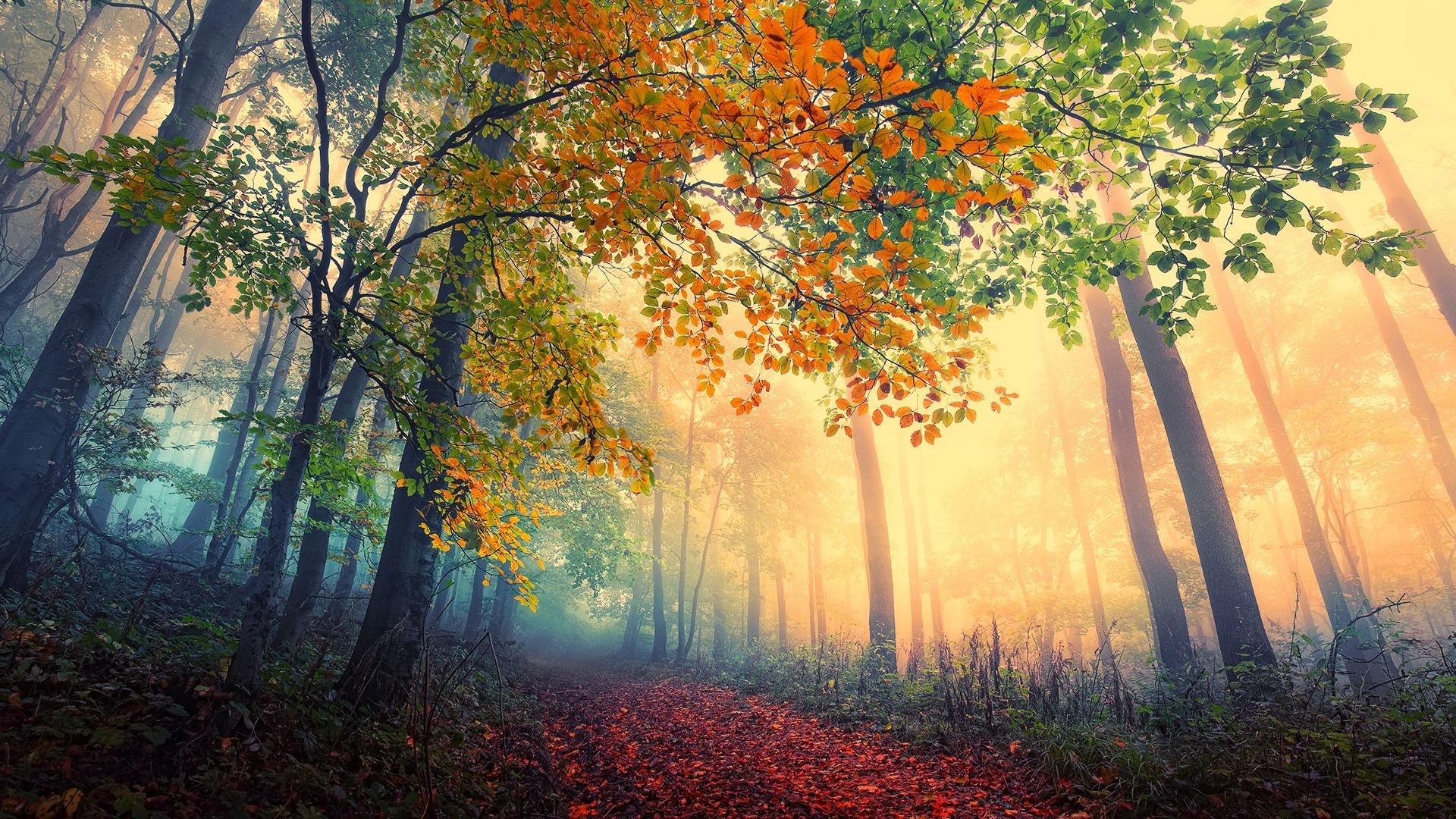 Autumn forest path with sunlight filtering through trees HD Wallpaper