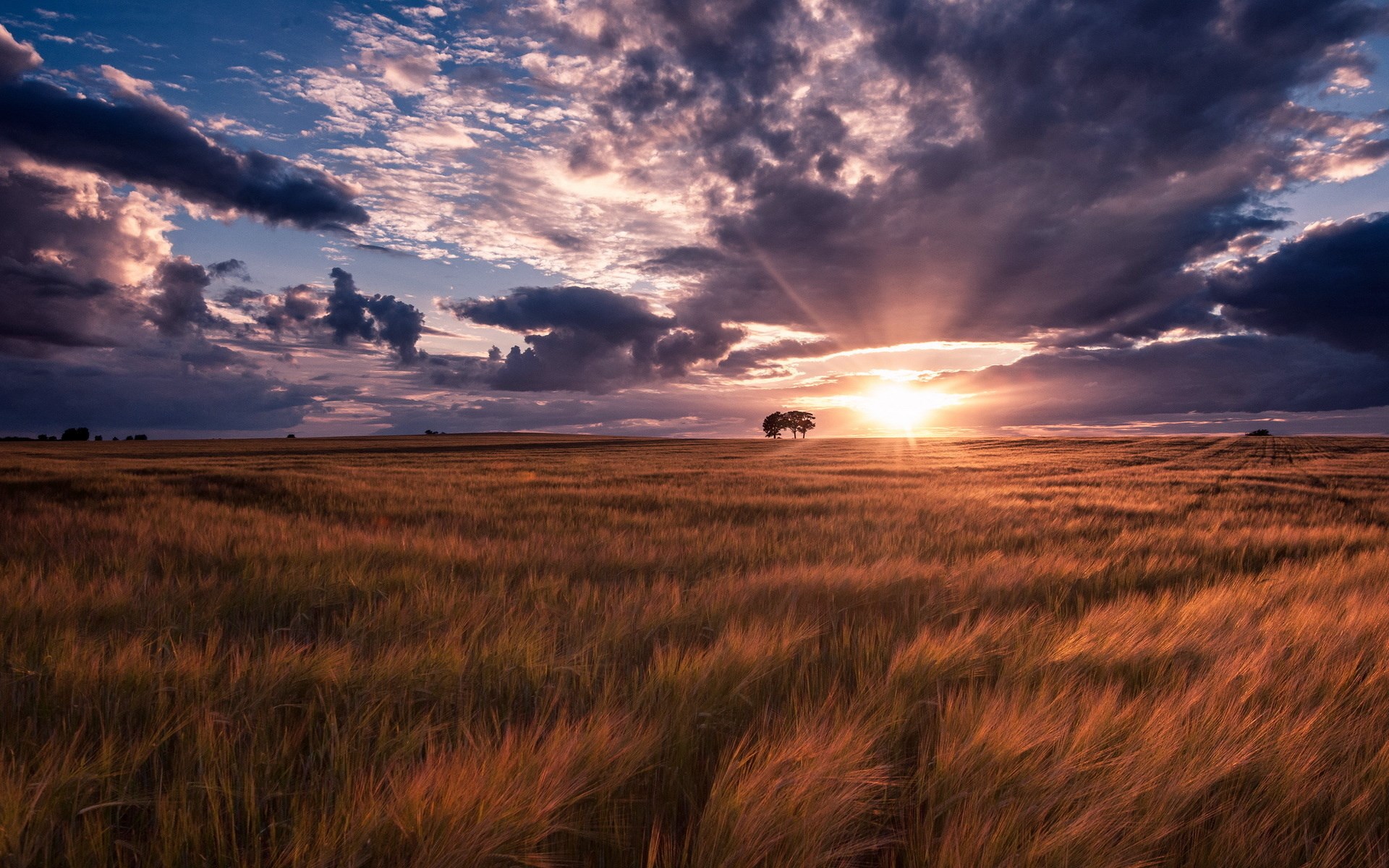 Sunset over a wheat field with trees HD Wallpaper