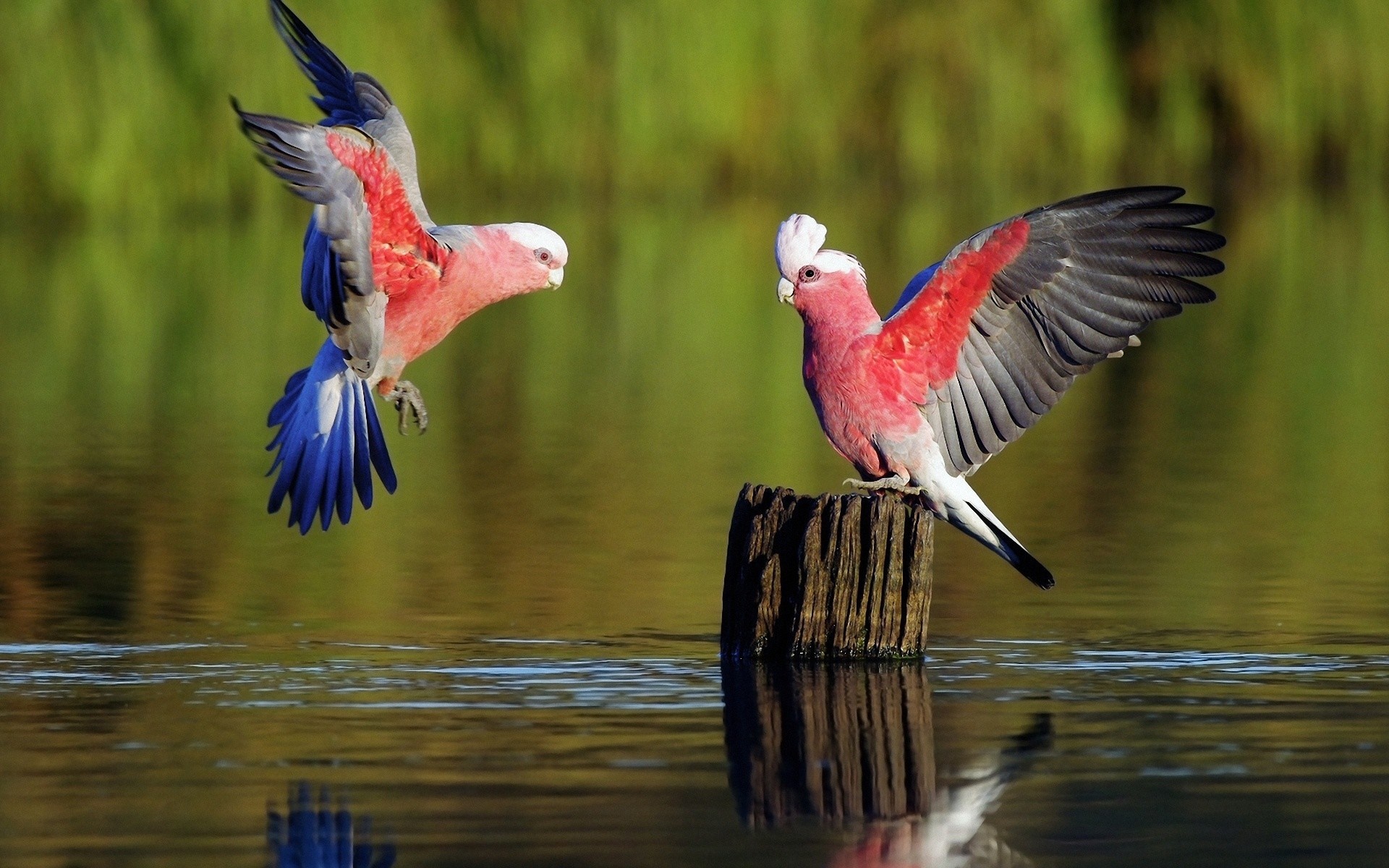 Two Galah parrots by the water HD Wallpaper
