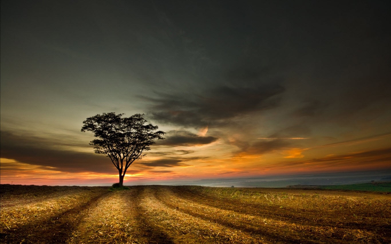 Lone tree on a field at sunset HD Wallpaper