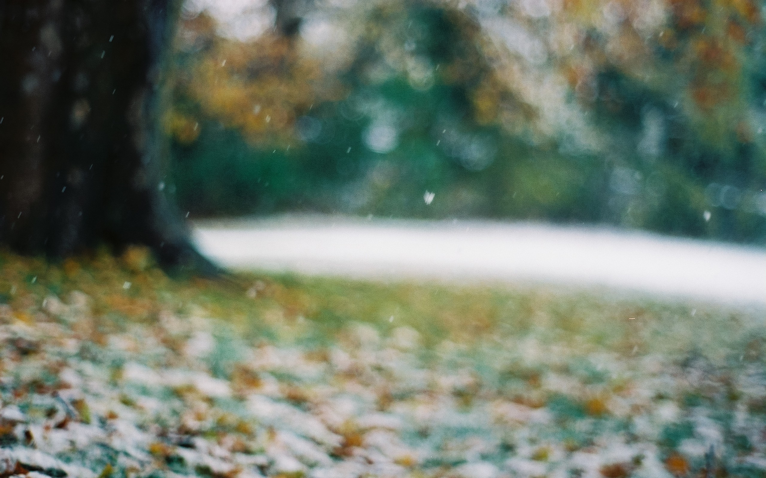 Autumn leaves and snow falling near a tree HD Wallpaper