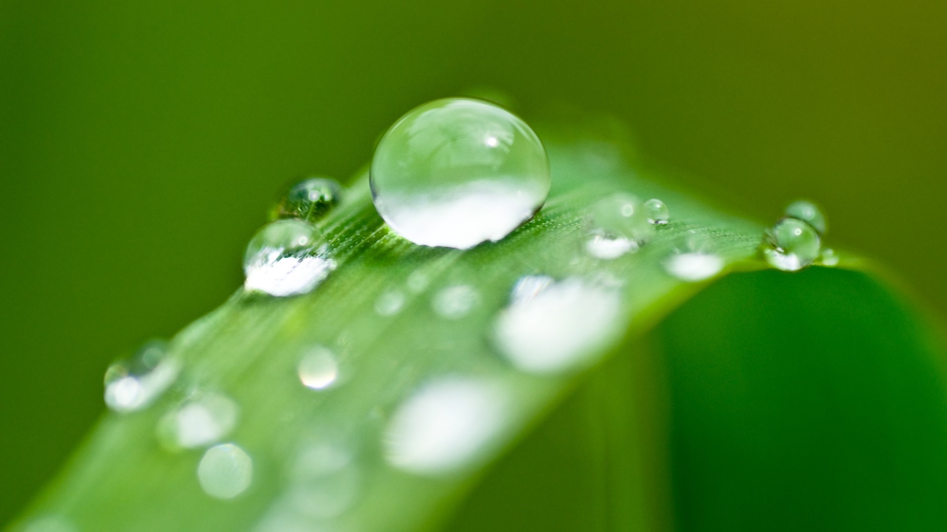 Close-up of water drops on a green leaf HD Wallpaper