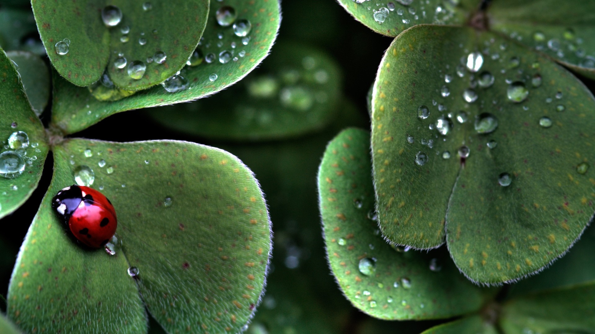 Ladybug on a clover leaf with water droplets HD Wallpaper