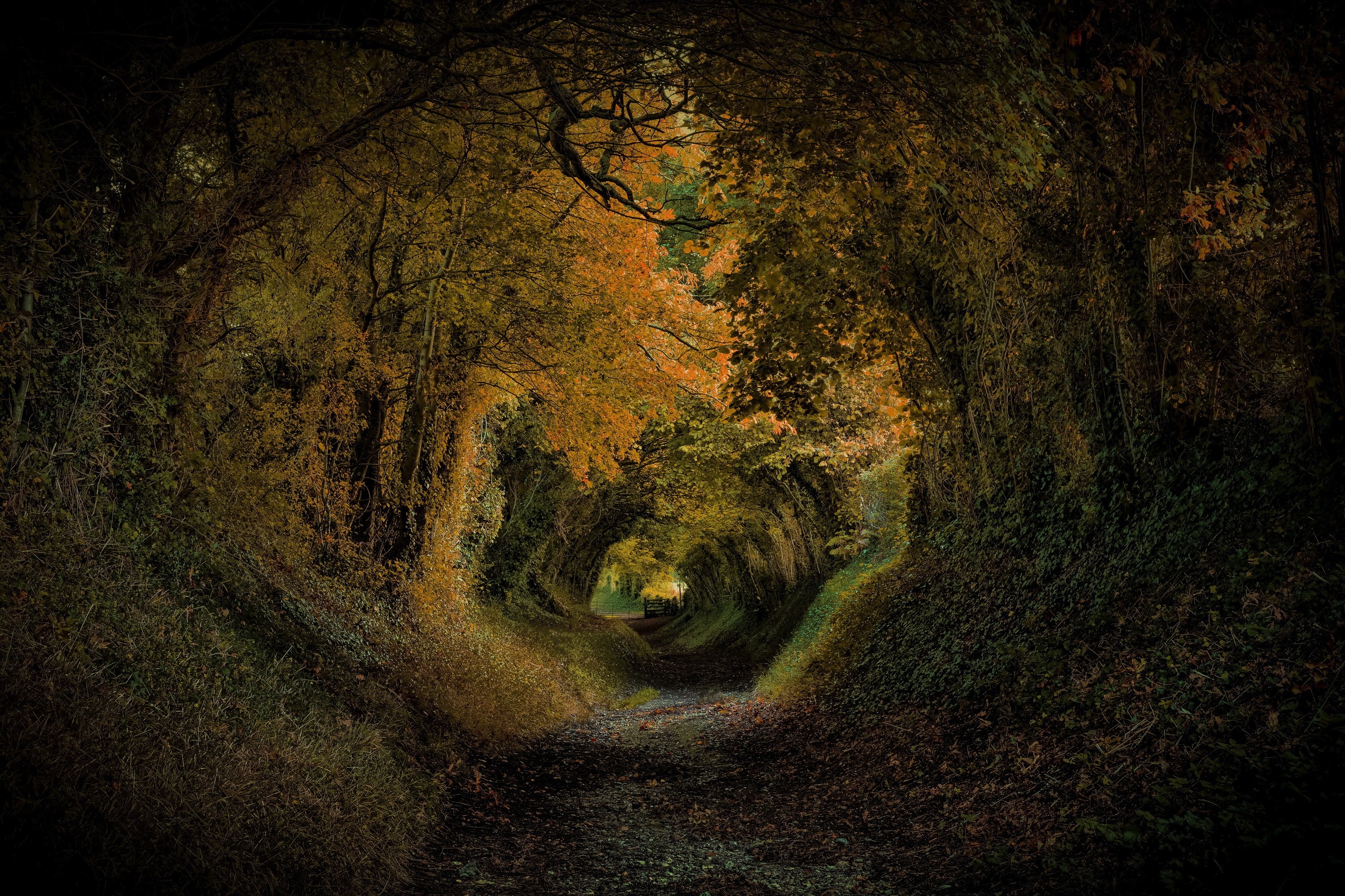 Autumn tunnel of trees in Halnaker Park, UK HD Wallpaper