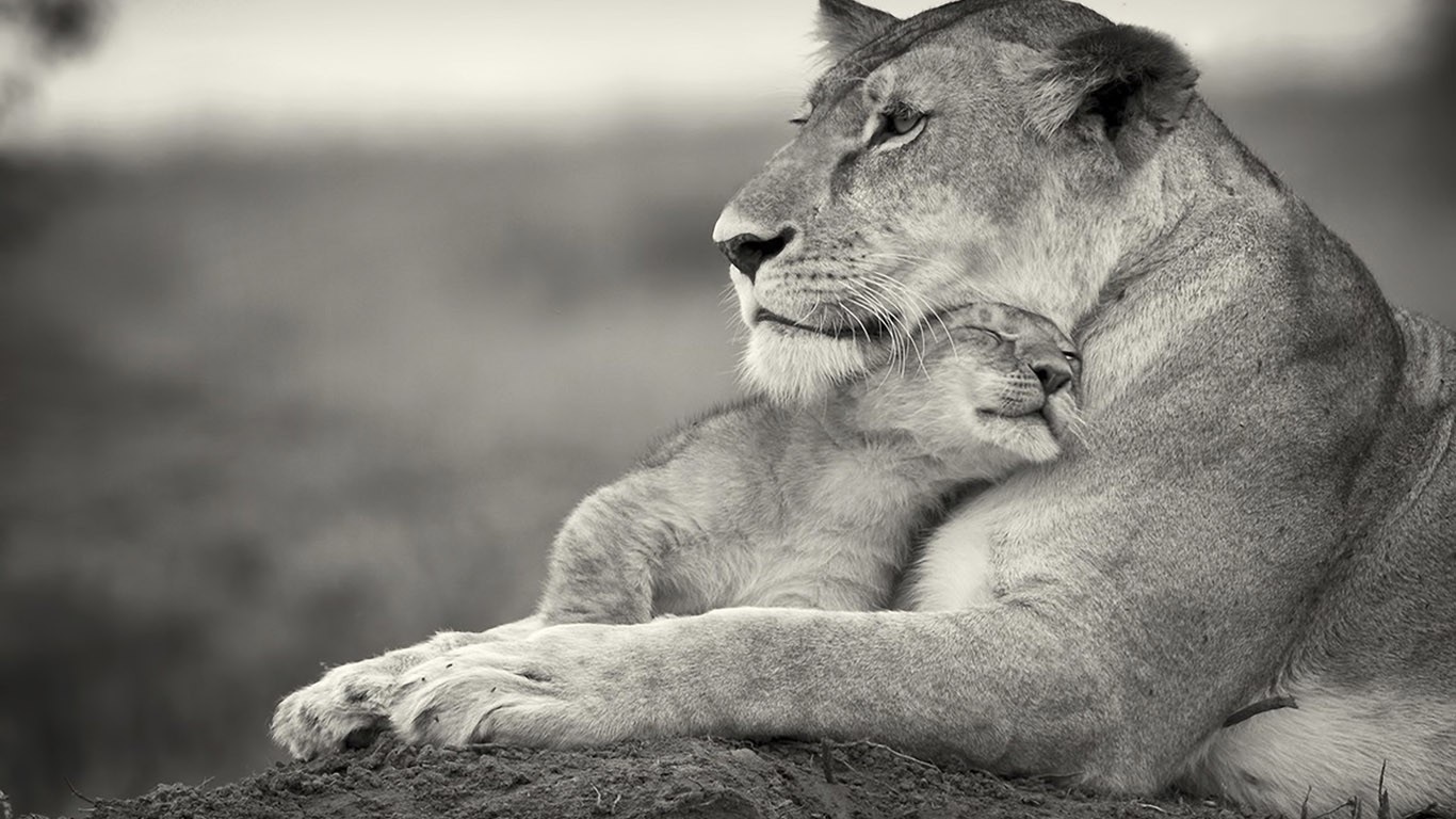 Mother lion hugging her cub in black and white HD Wallpaper