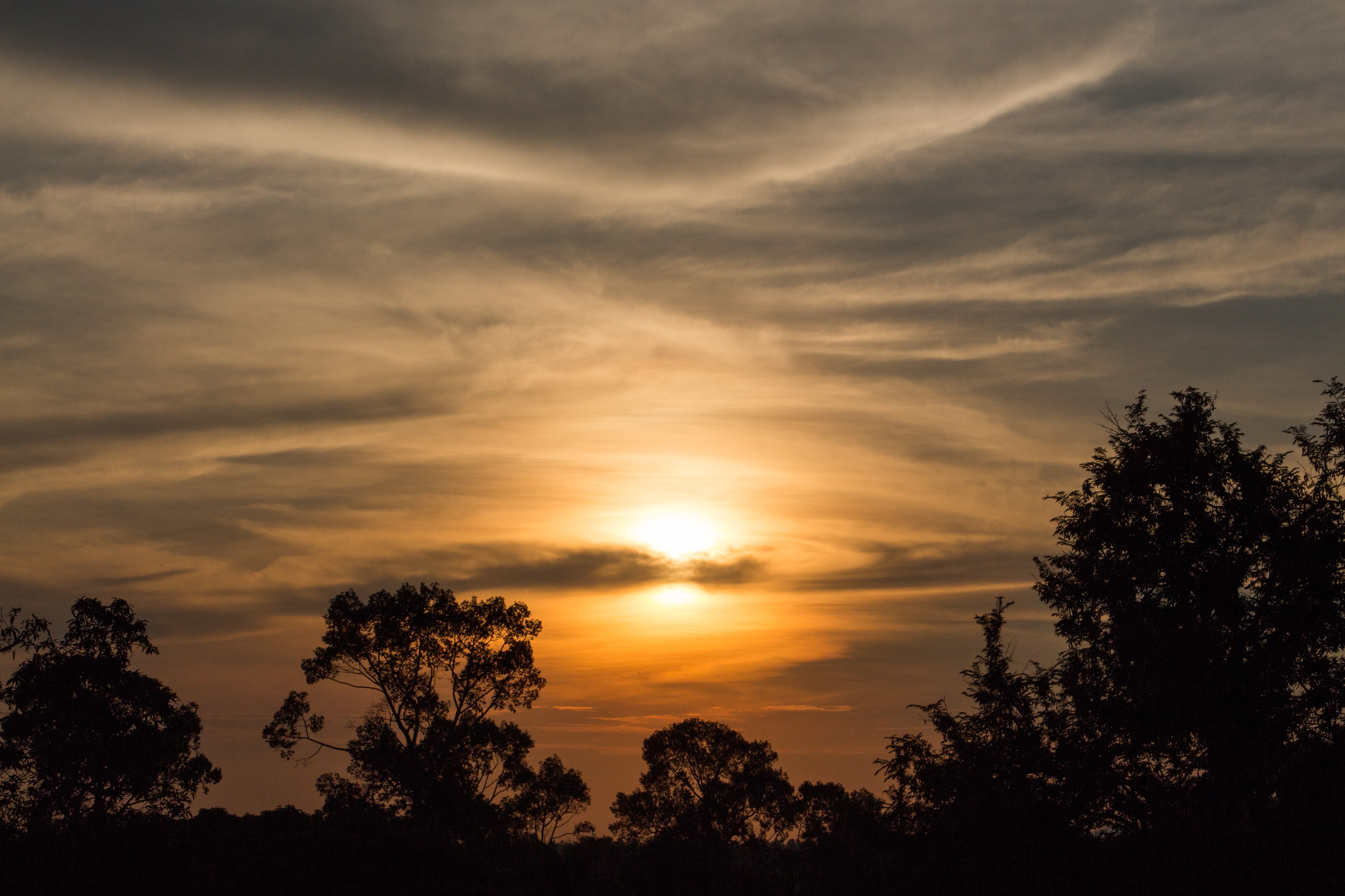 Sunset over trees with wispy clouds HD Wallpaper
