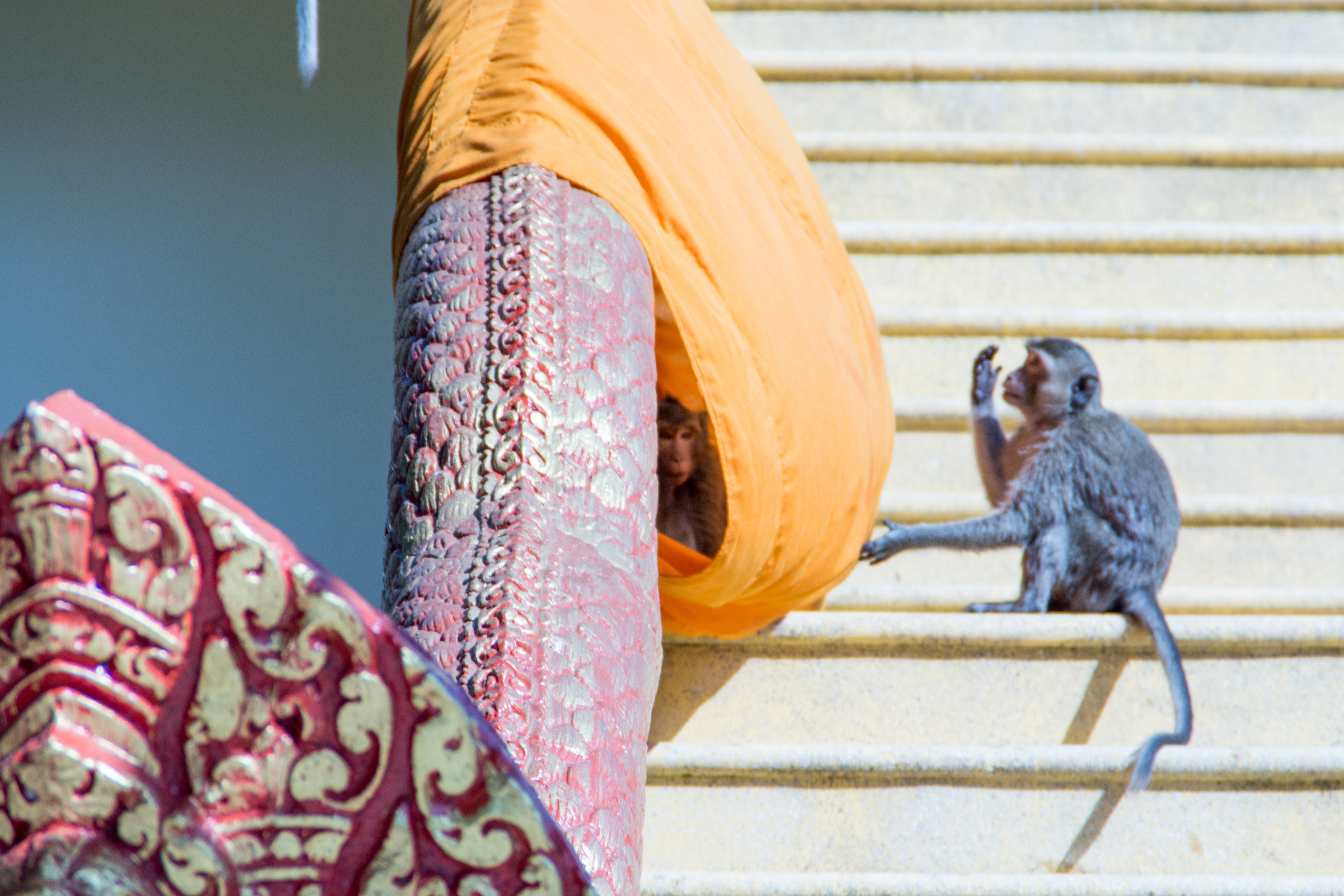 Monkeys on temple stairs in Cambodia HD Wallpaper