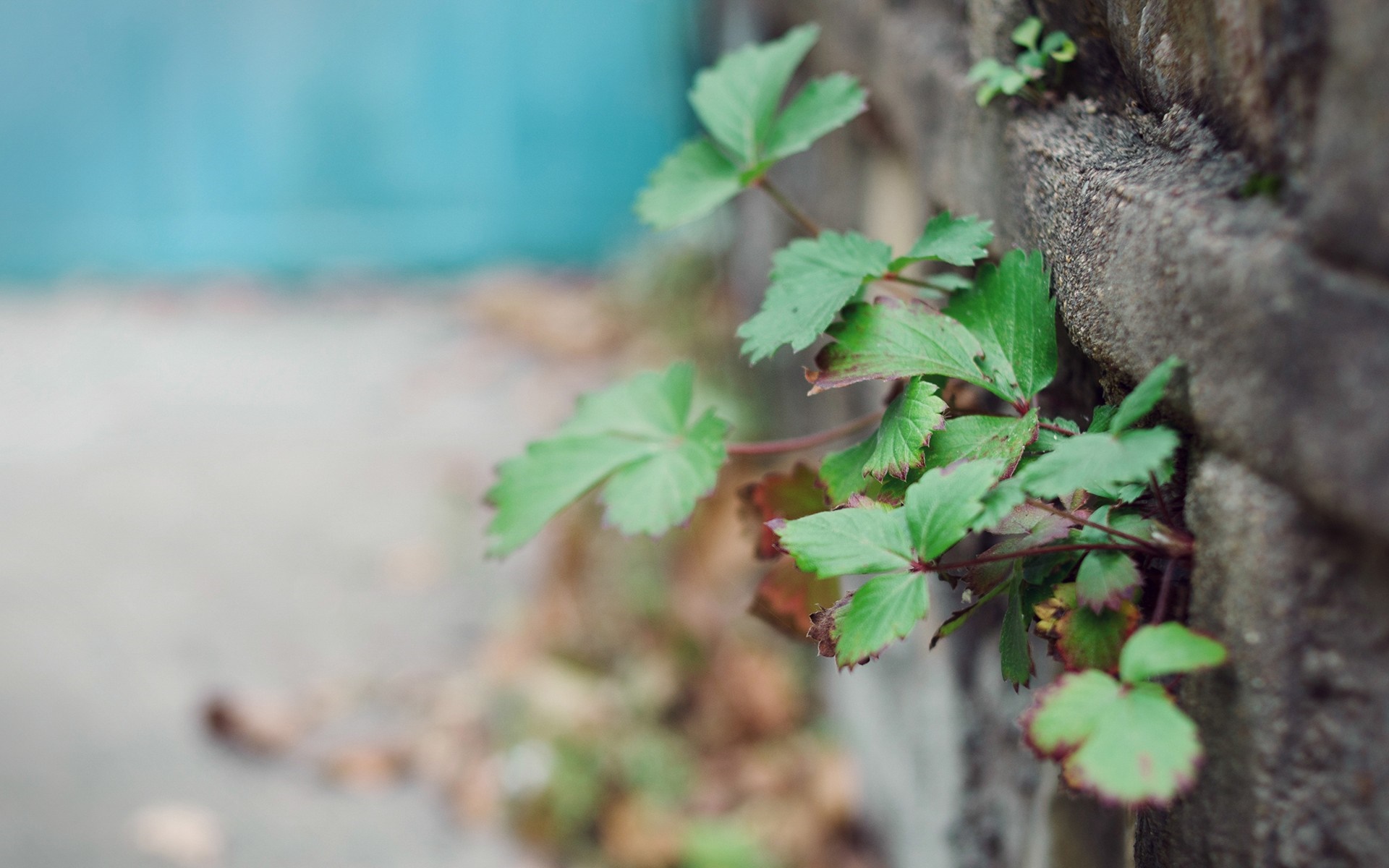 Green plant growing out of a concrete wall HD Wallpaper