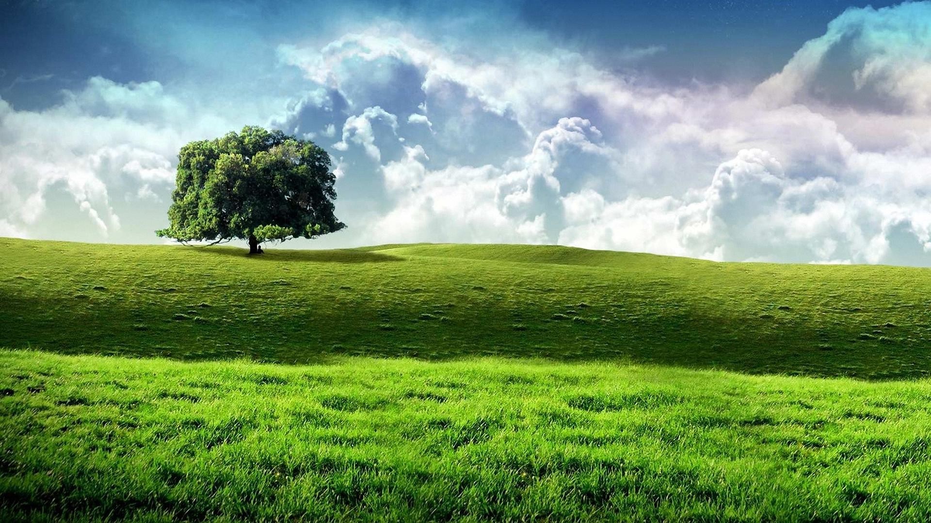 A lone tree on a green hill under a cloudy sky HD Wallpaper