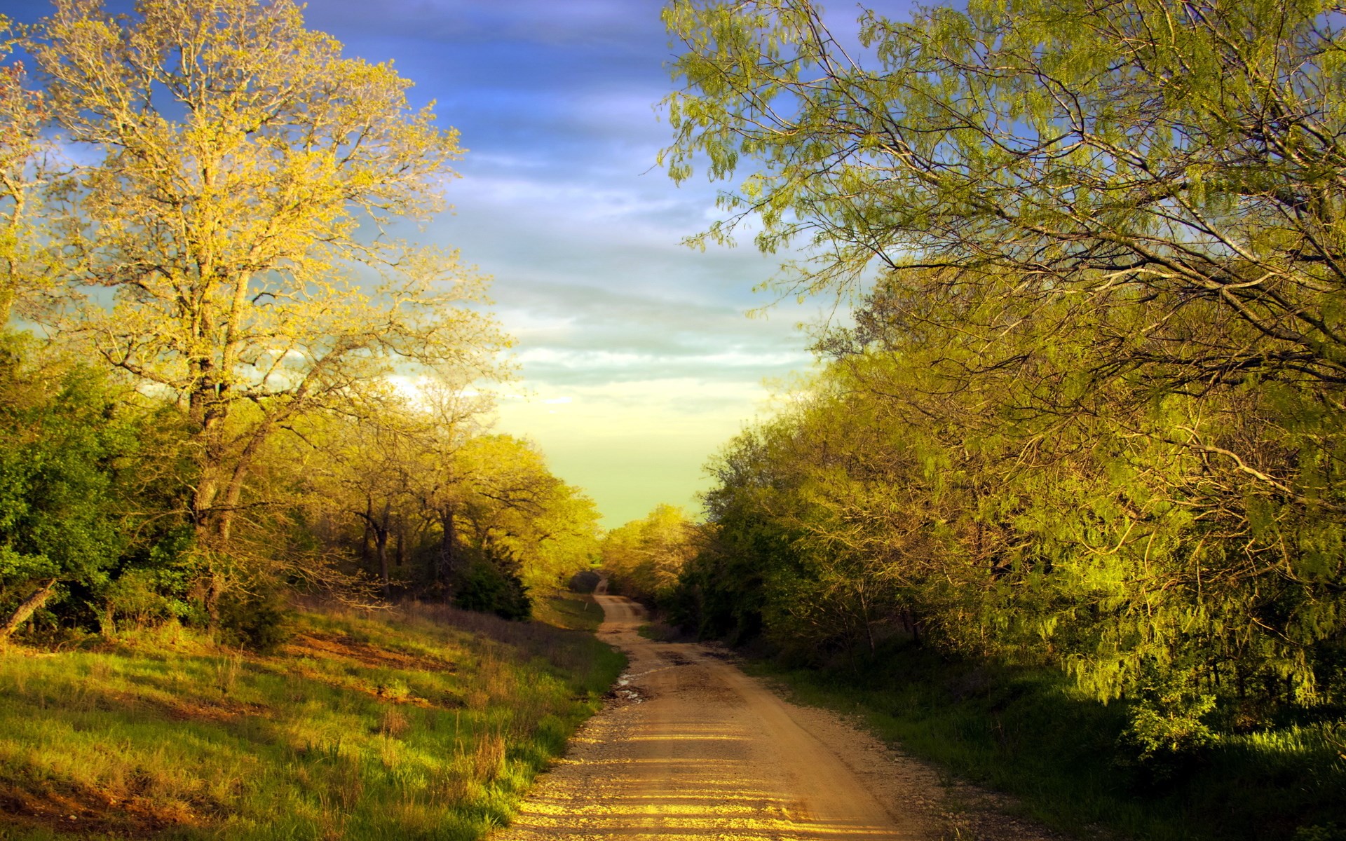 Dirt road through a sunlit forest HD Wallpaper