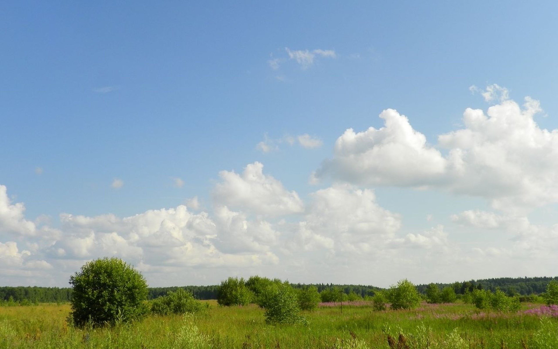 A wide shot of a grassy field with trees and clouds HD Wallpaper