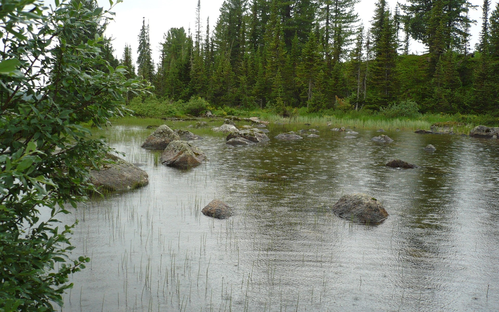 Rain falling on a rocky pond in a forest HD Wallpaper