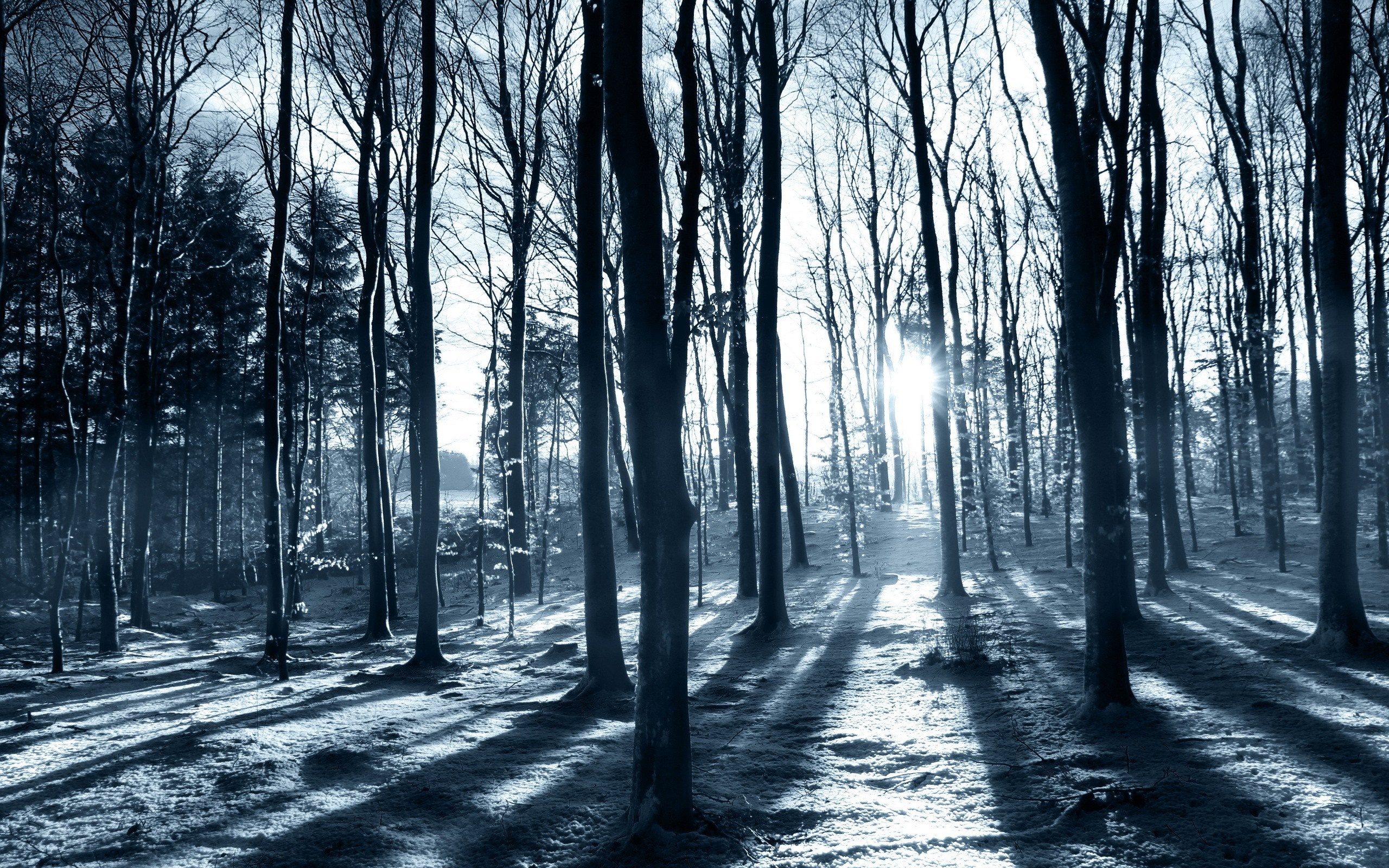 Sunlight filtering through bare trees in a winter forest HD Wallpaper