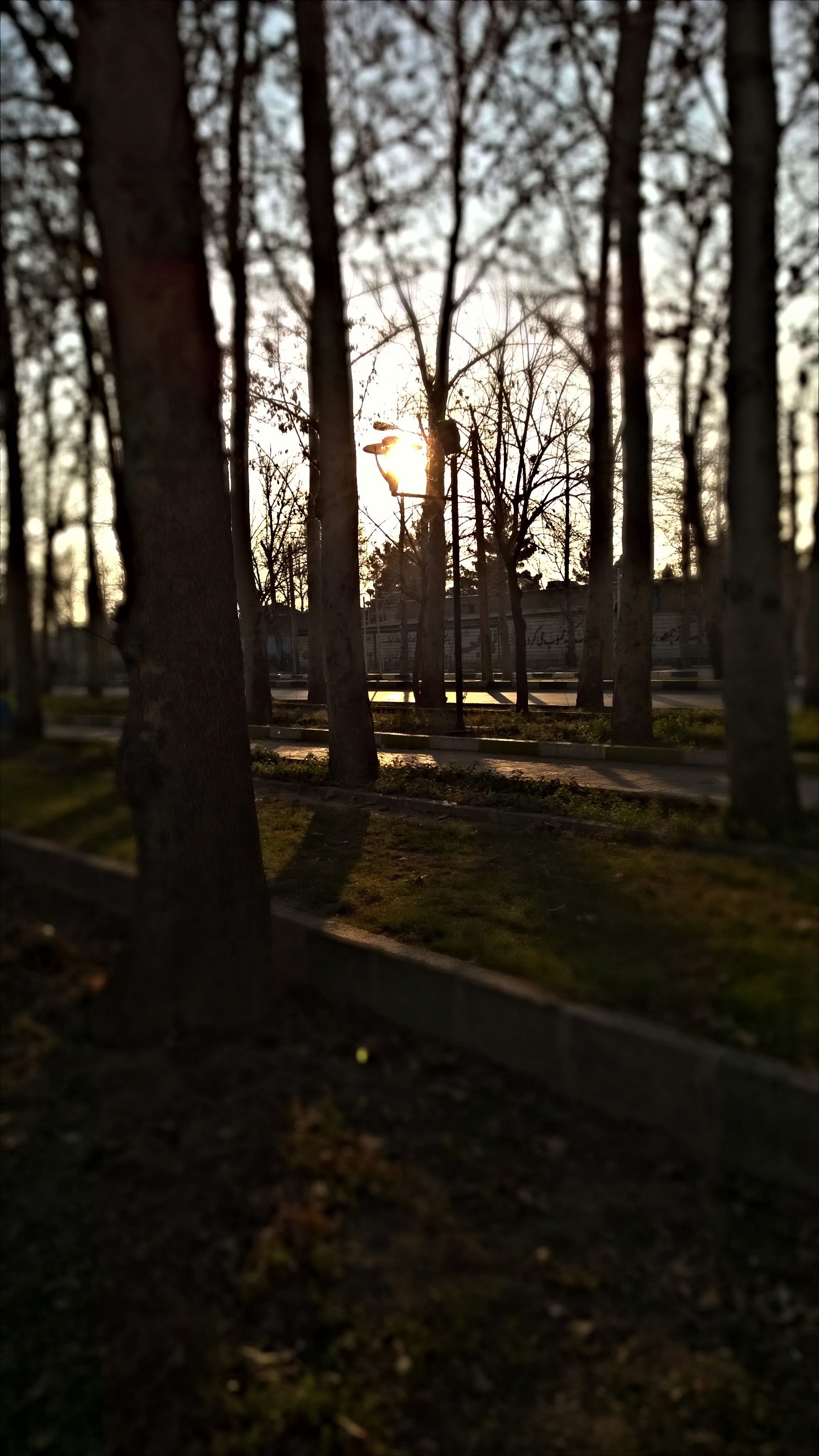 Trees in sunlight with a path HD Wallpaper