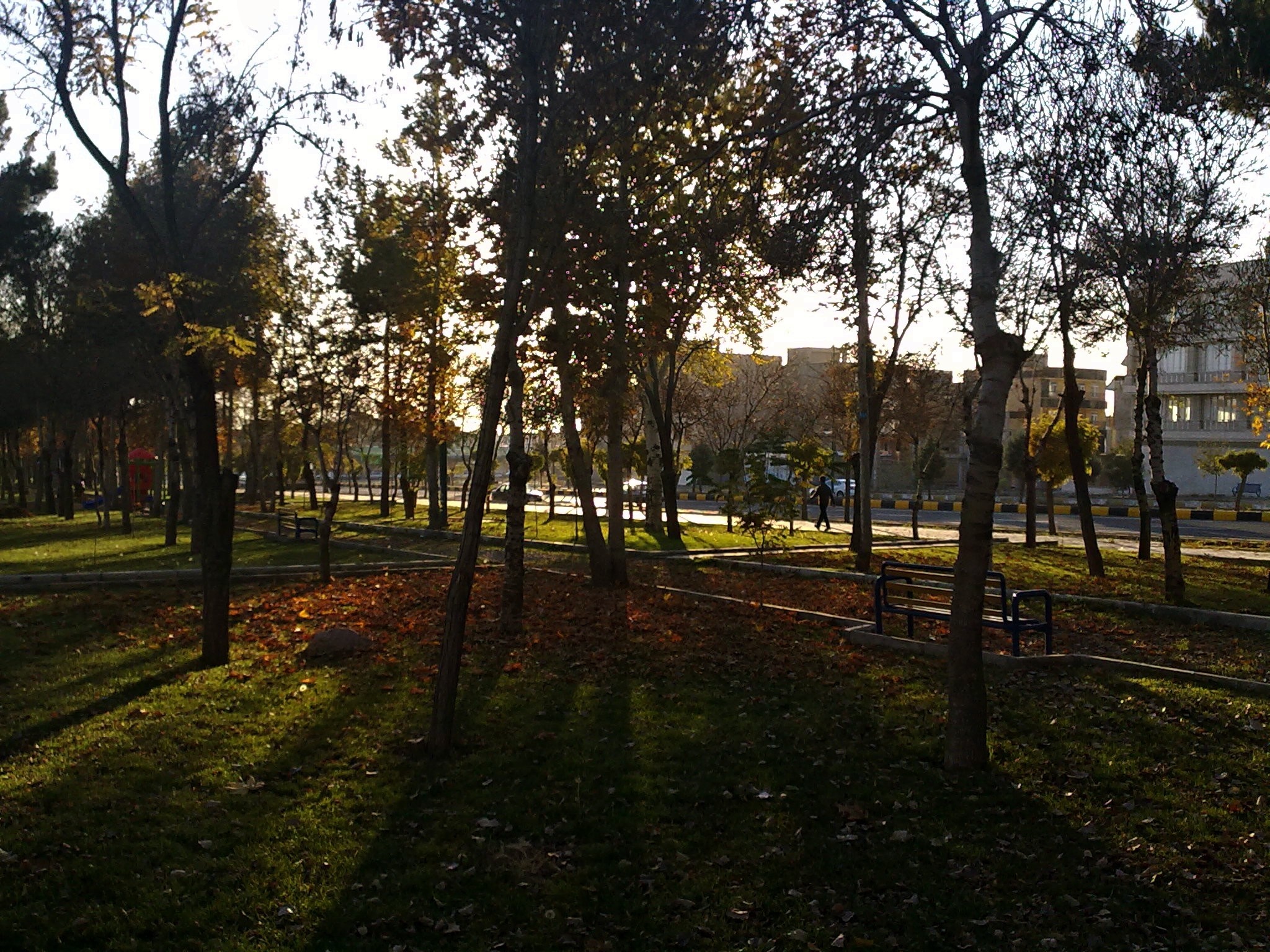 Park with trees and fallen leaves in the city HD Wallpaper