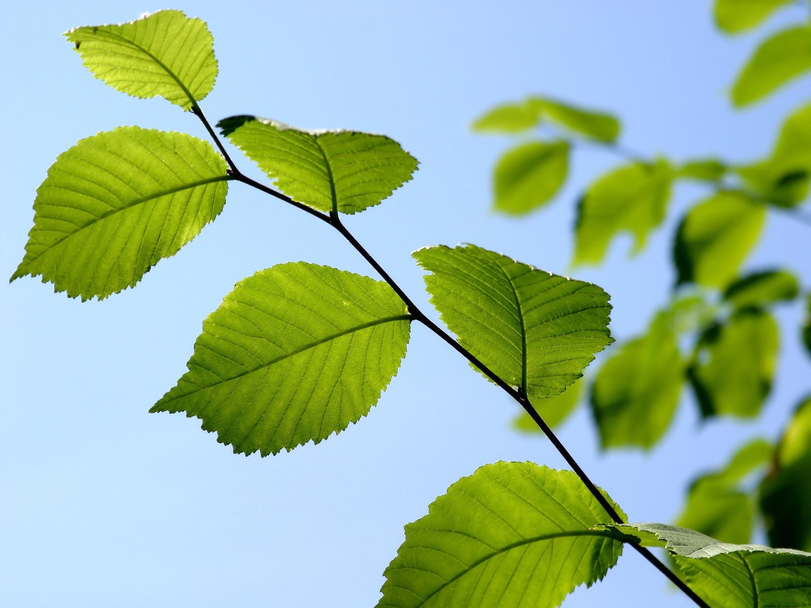 Green leaves on a branch against a blue sky HD Wallpaper