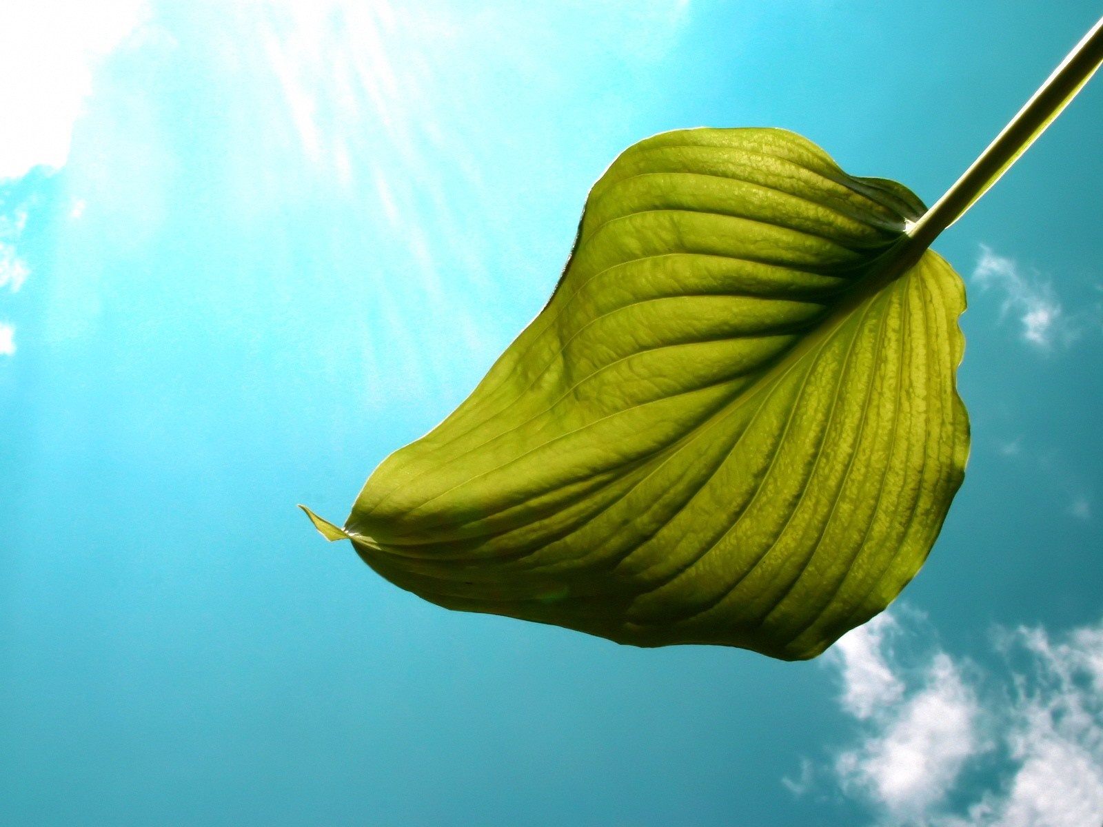 Green leaf against a bright blue sky with sunlight HD Wallpaper
