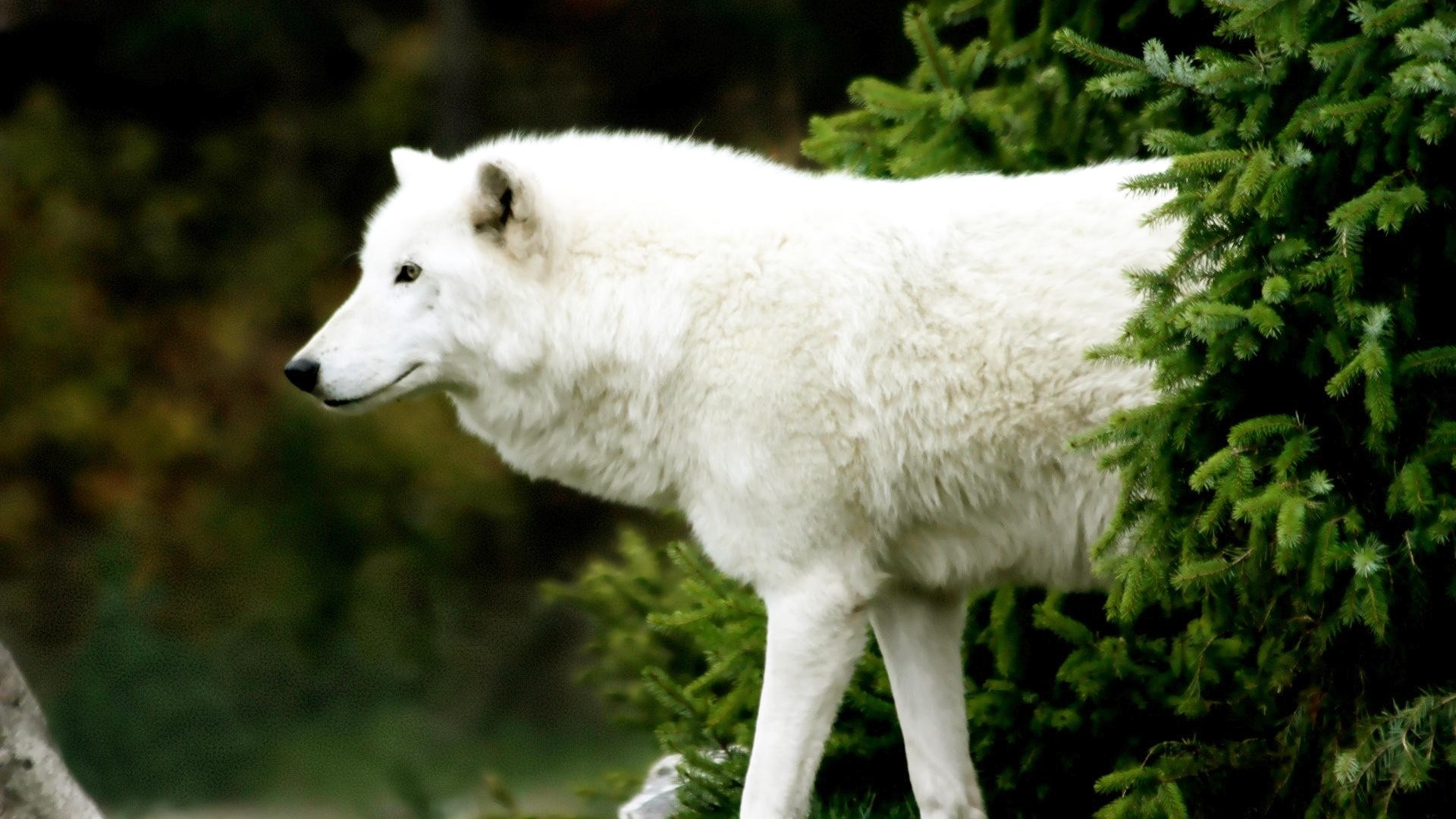 White wolf standing near evergreen trees HD Wallpaper