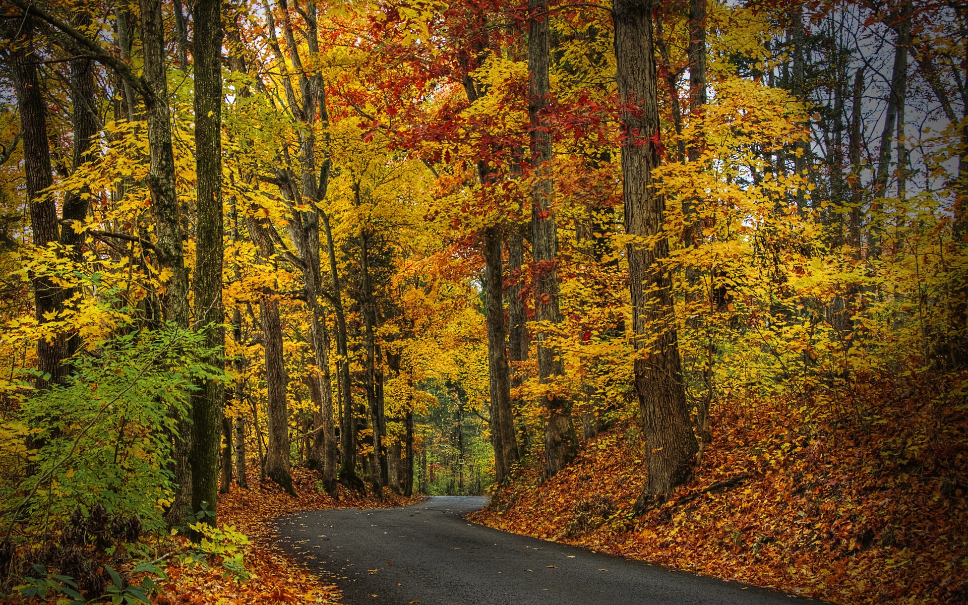 Road through an autumn forest with colorful trees HD Wallpaper