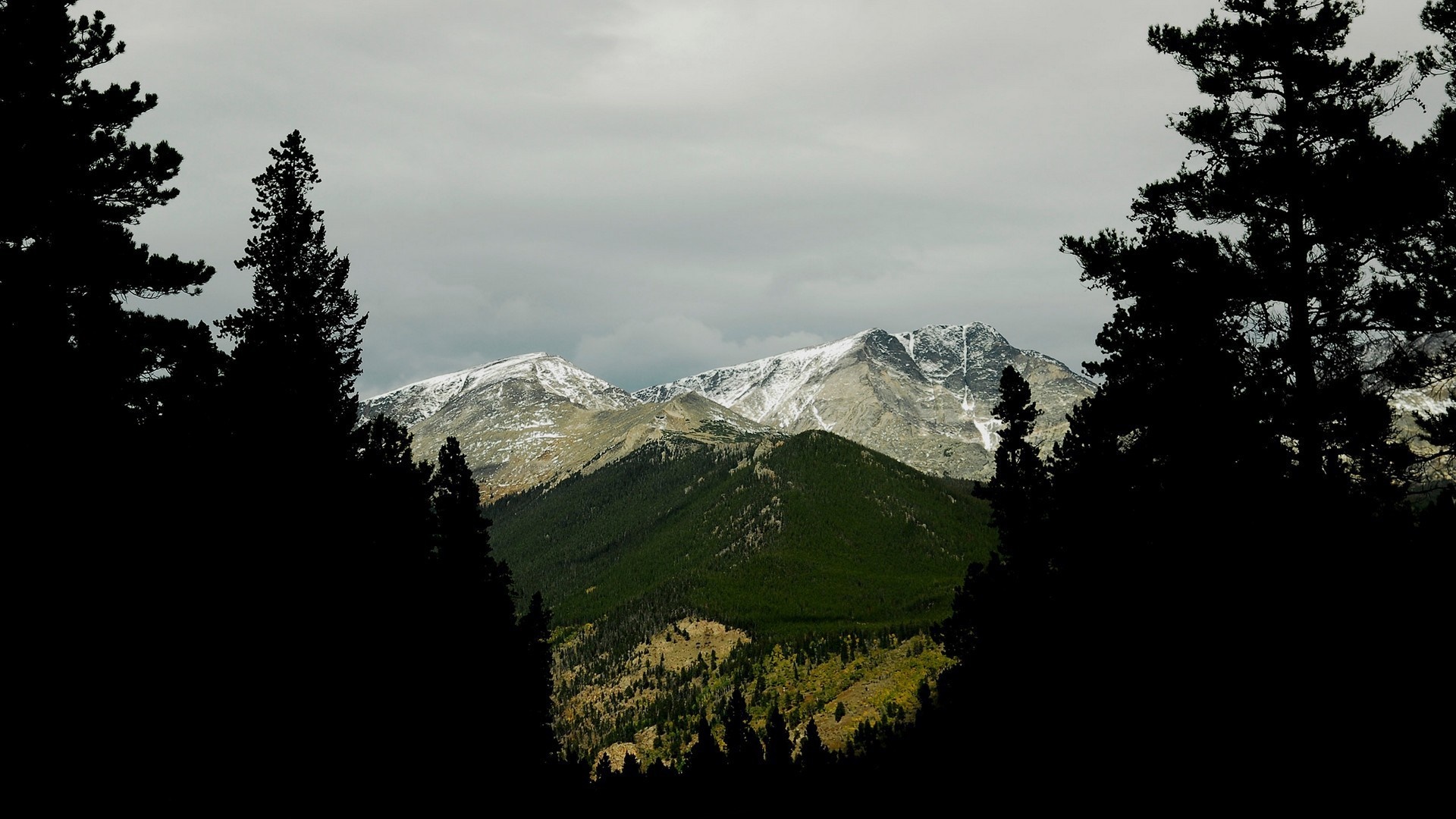 Snow-capped mountains viewed through silhouetted pine trees HD Wallpaper