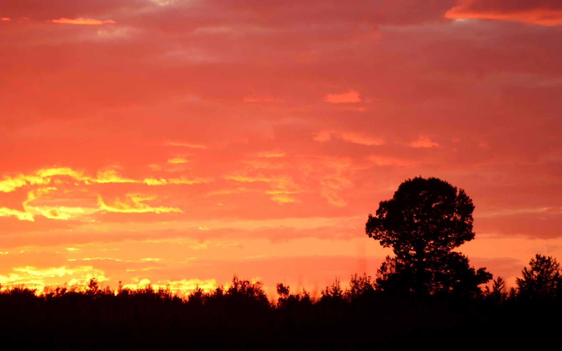 Silhouette of trees against a vibrant sunset sky HD Wallpaper