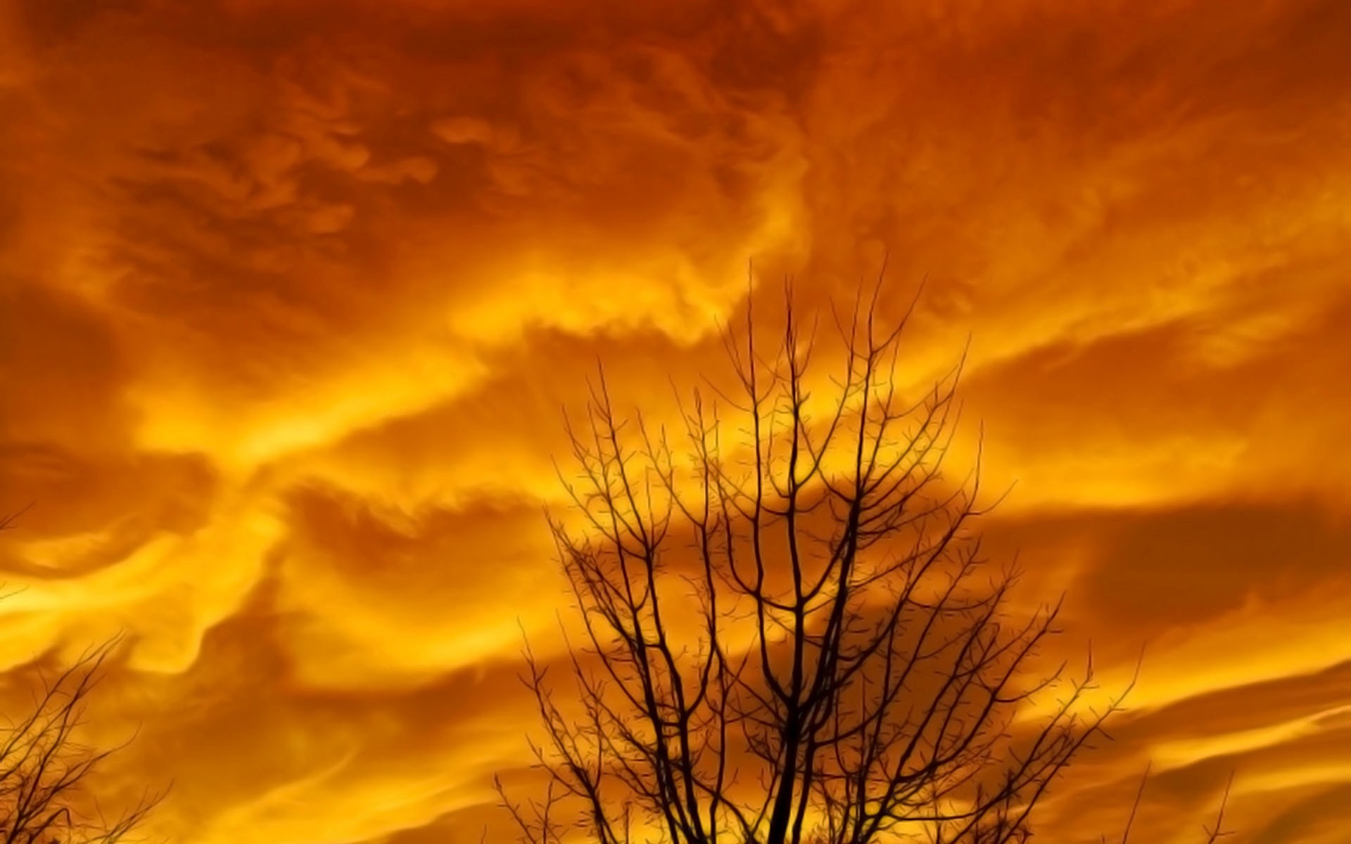 Silhouette of a tree against a fiery orange sky HD Wallpaper