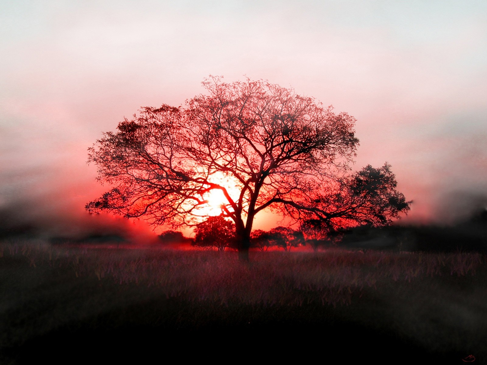 Silhouette of a tree against a red sunset sky HD Wallpaper