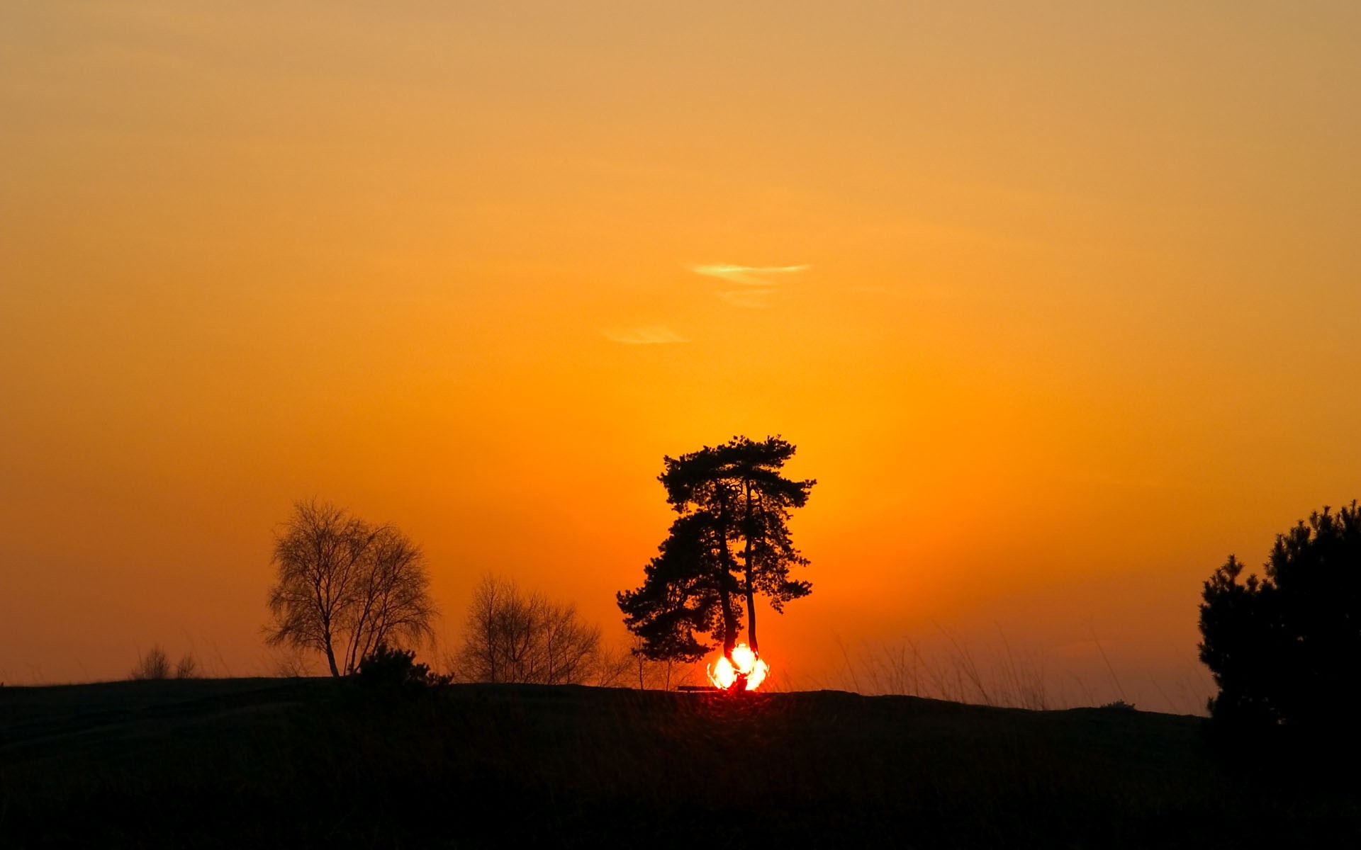 Silhouette of trees against a vibrant sunset sky HD Wallpaper