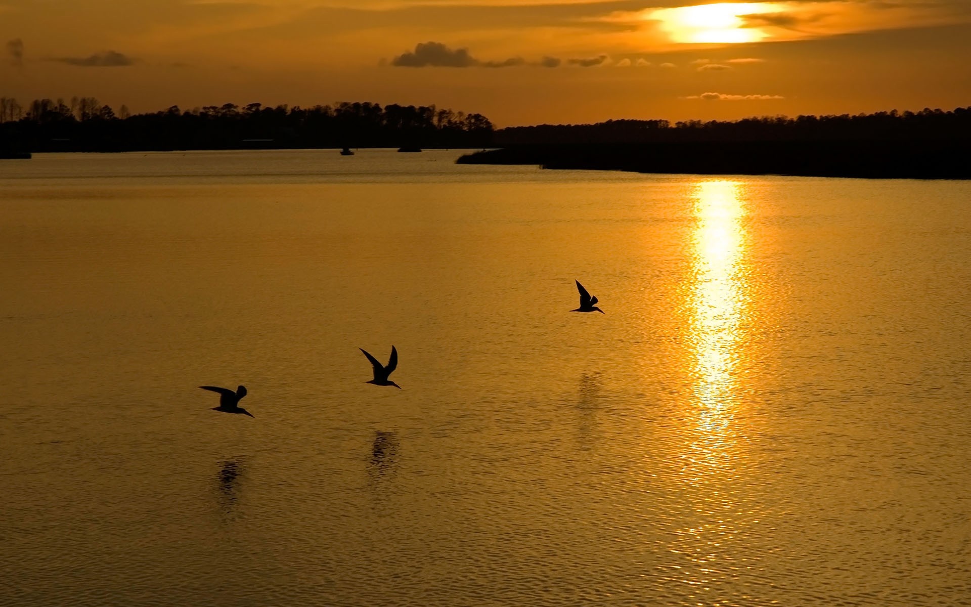 Three birds flying over a lake at sunset HD Wallpaper