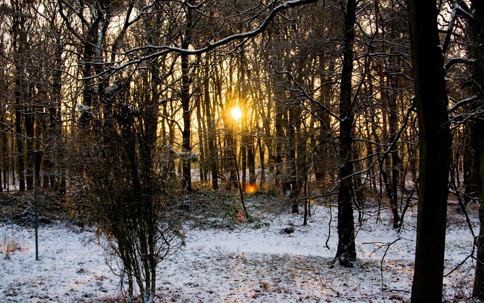 Sunlight filtering through snow-covered forest trees in winter HD Wallpaper