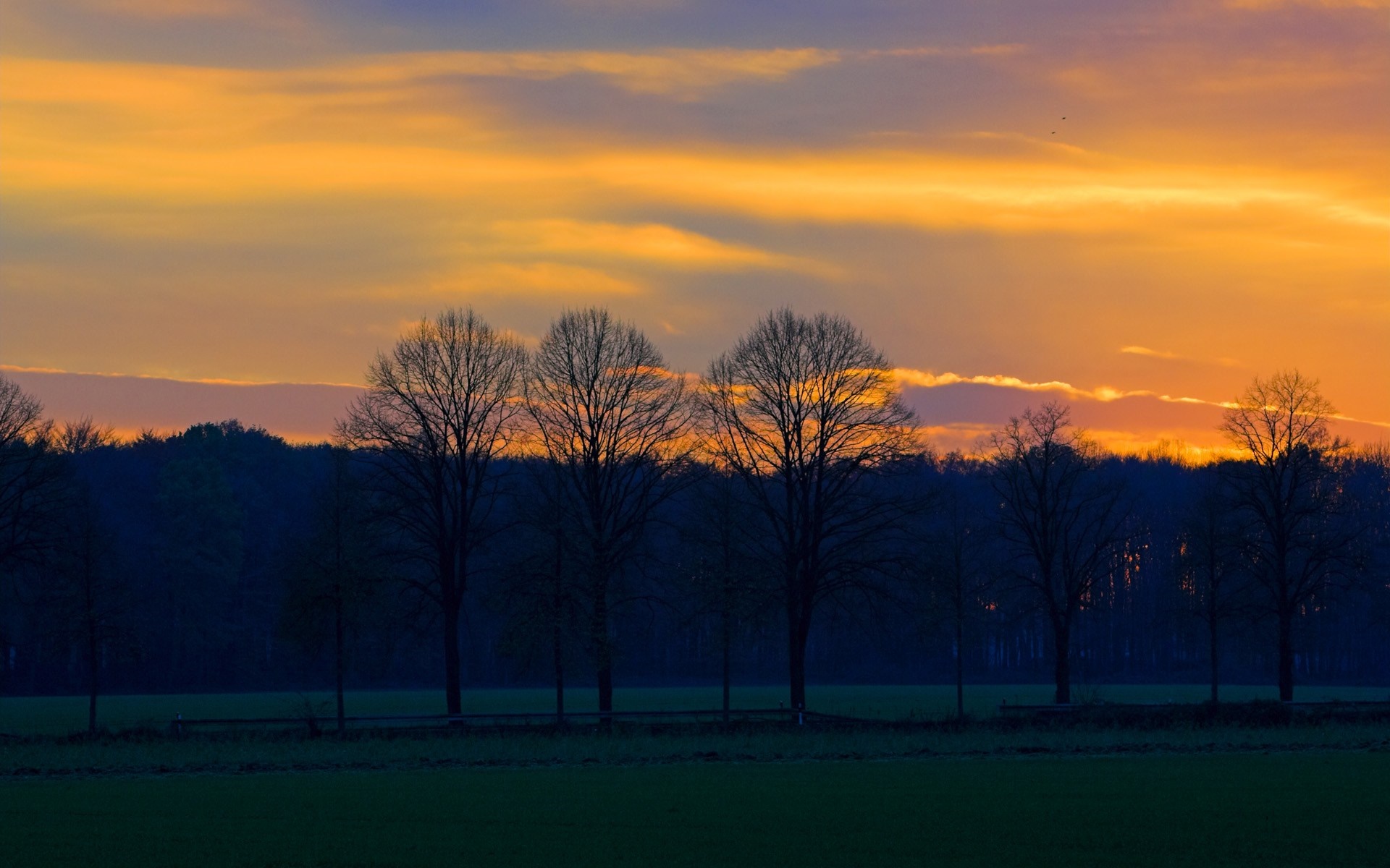 Silhouette of trees against a vibrant sunset sky HD Wallpaper