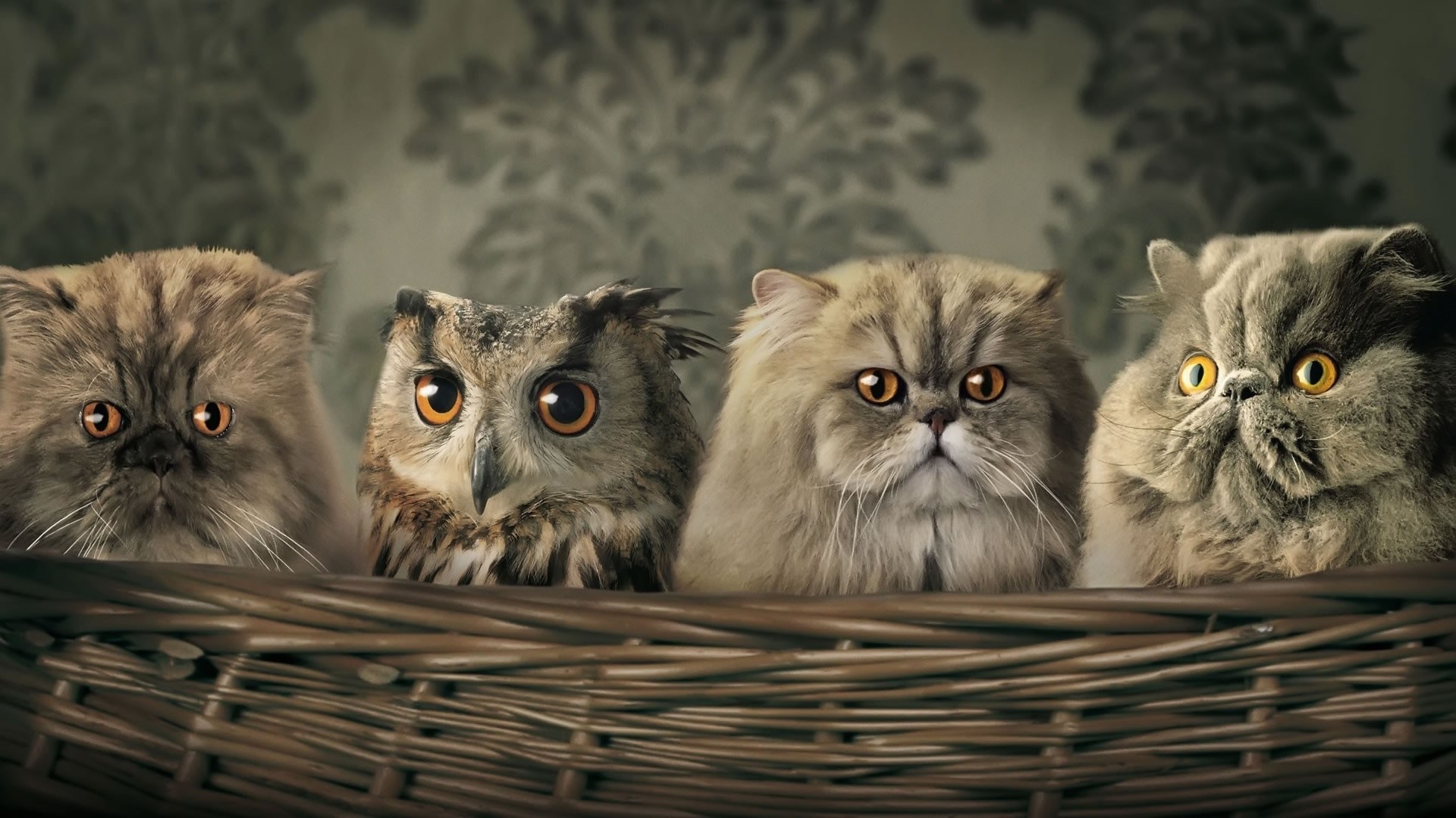 Four cats and an owl in a basket HD Wallpaper