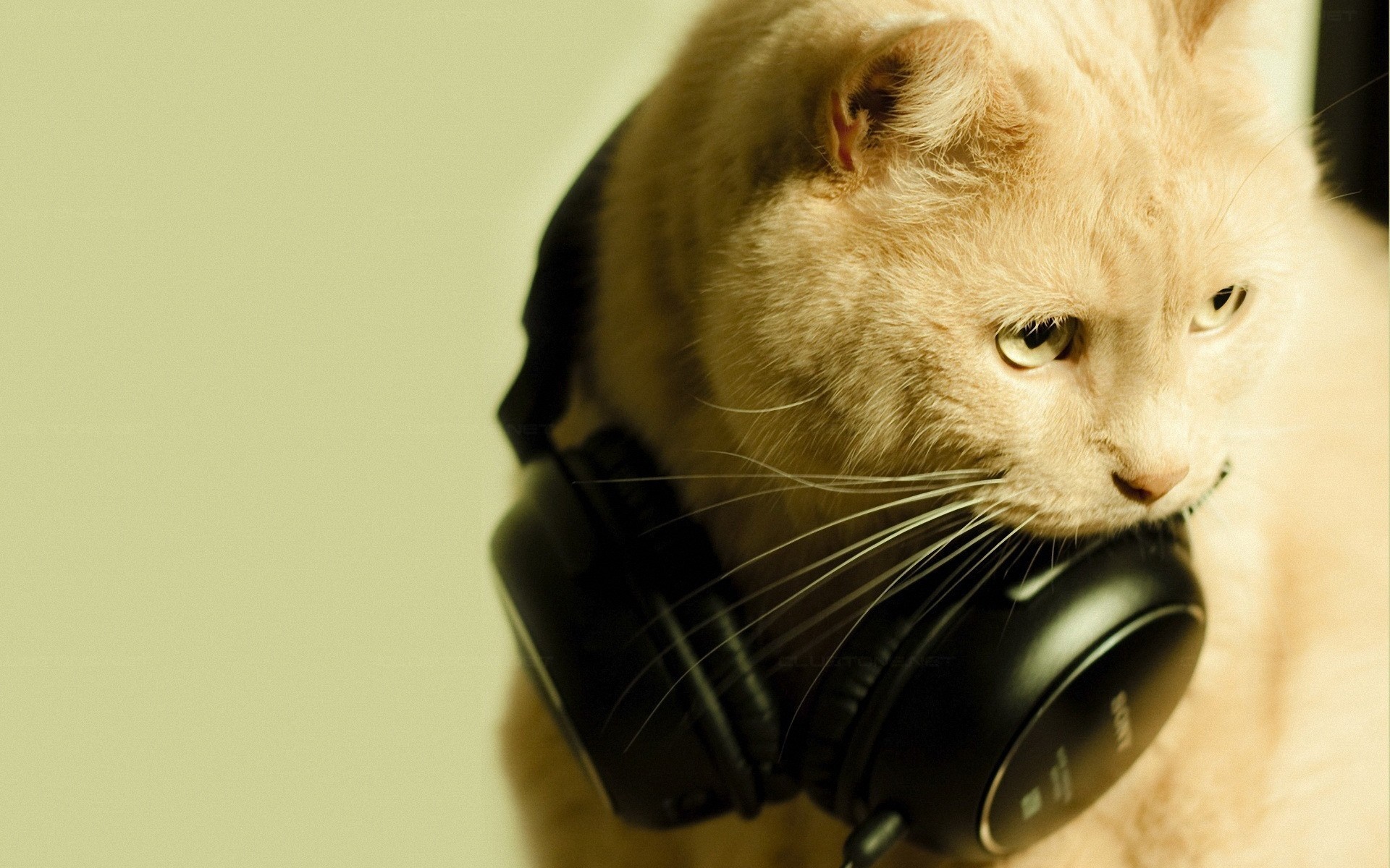 Close up of a cat wearing headphones HD Wallpaper
