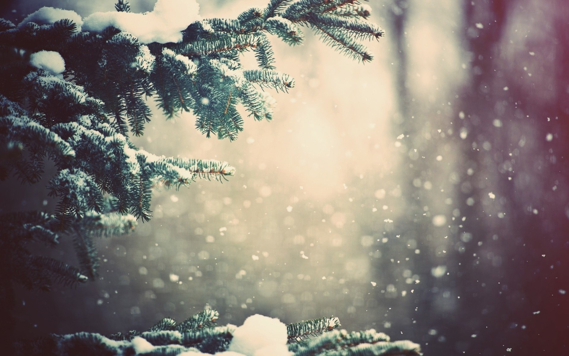 Snow falling on pine tree branches HD Wallpaper