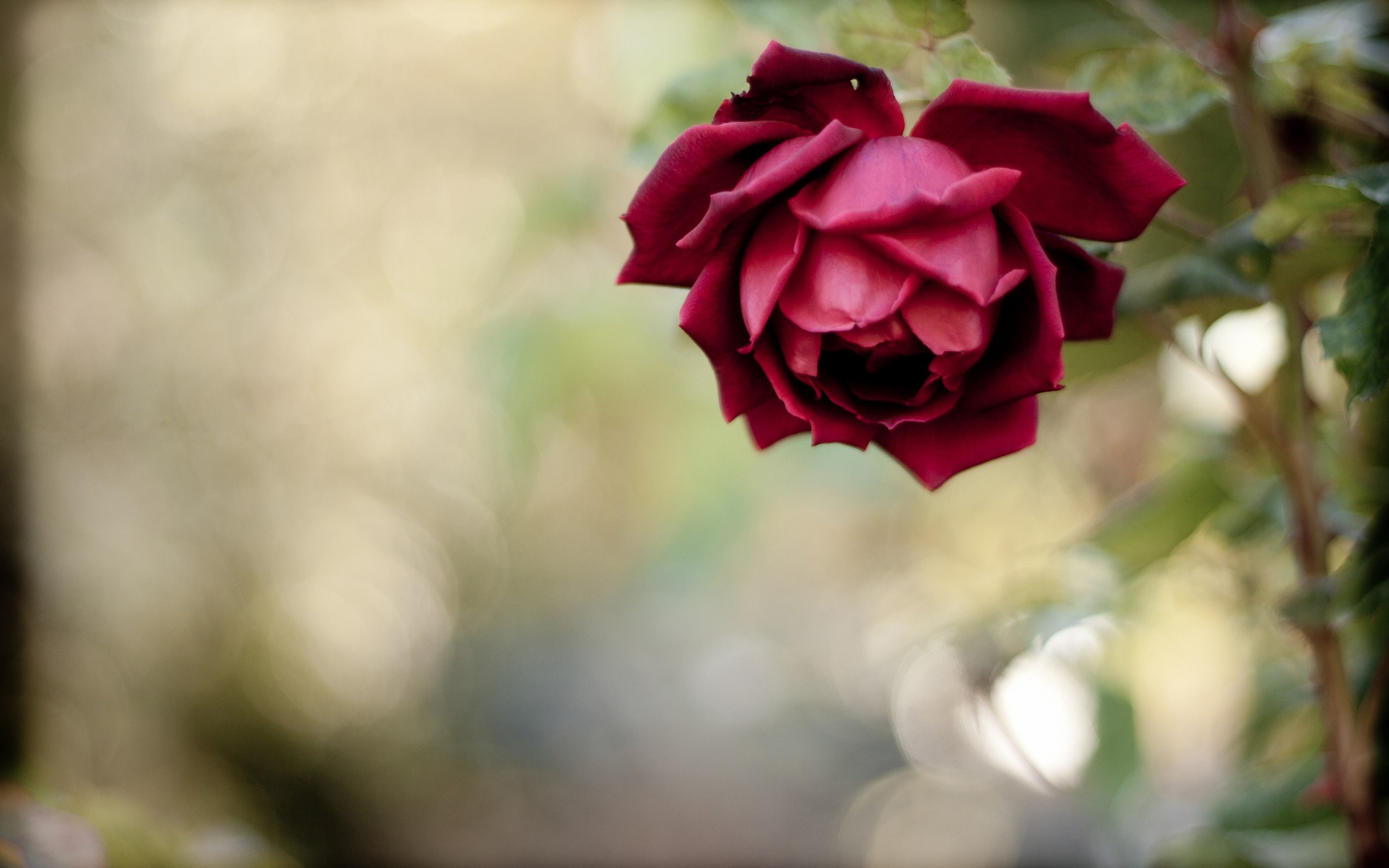Close up of a deep red rose in bloom HD Wallpaper