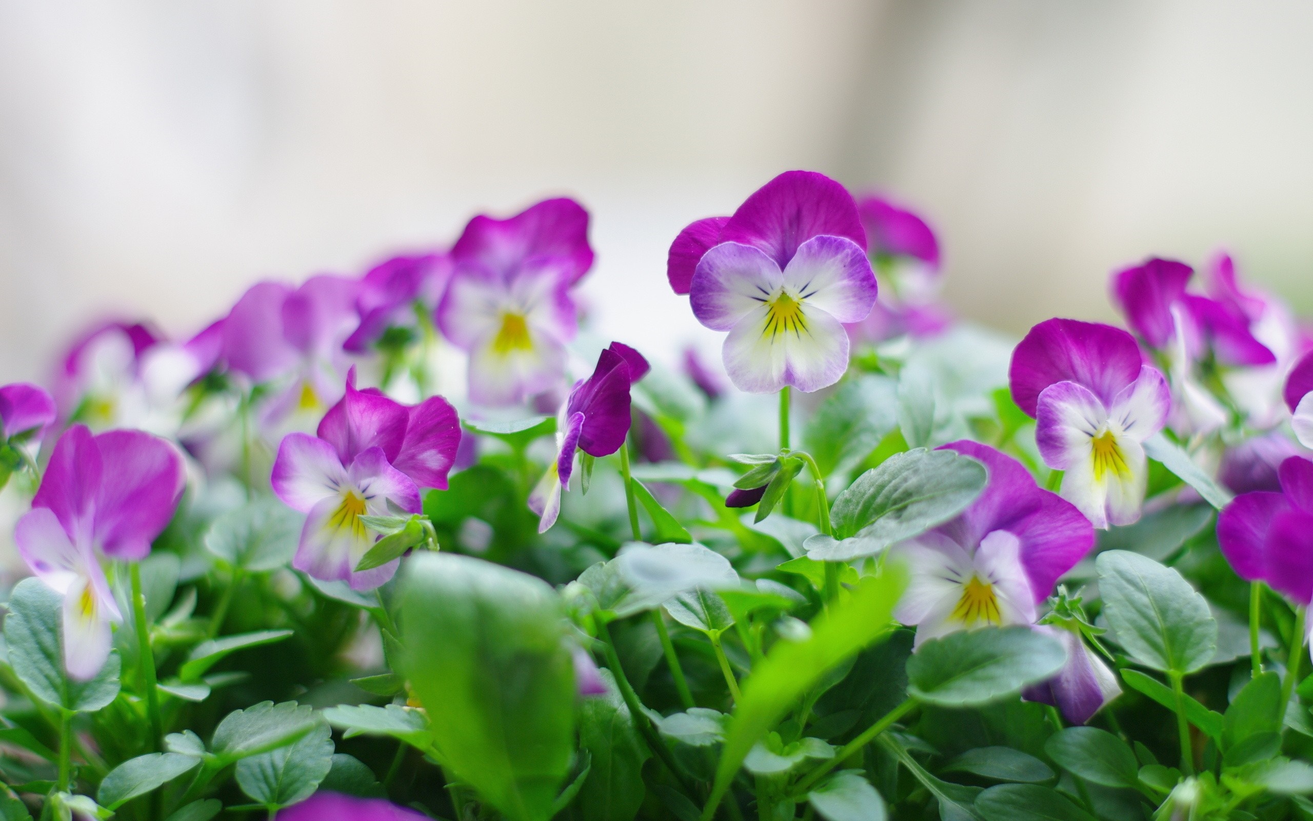 Close-up of purple and white pansies with green leaves HD Wallpaper