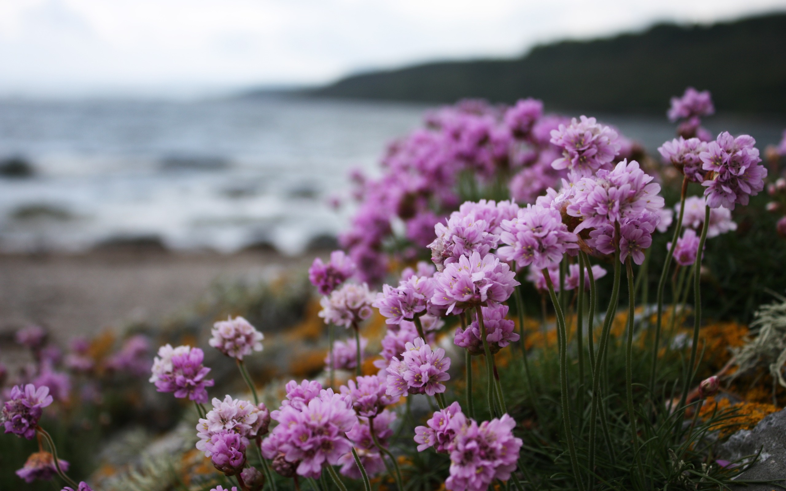 Pink wildflowers by the sea HD Wallpaper