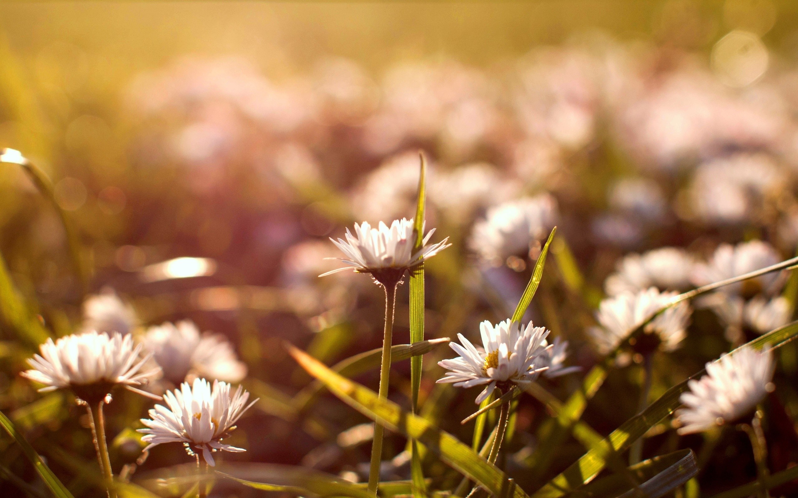 Close-up of daisies in sunlight HD Wallpaper