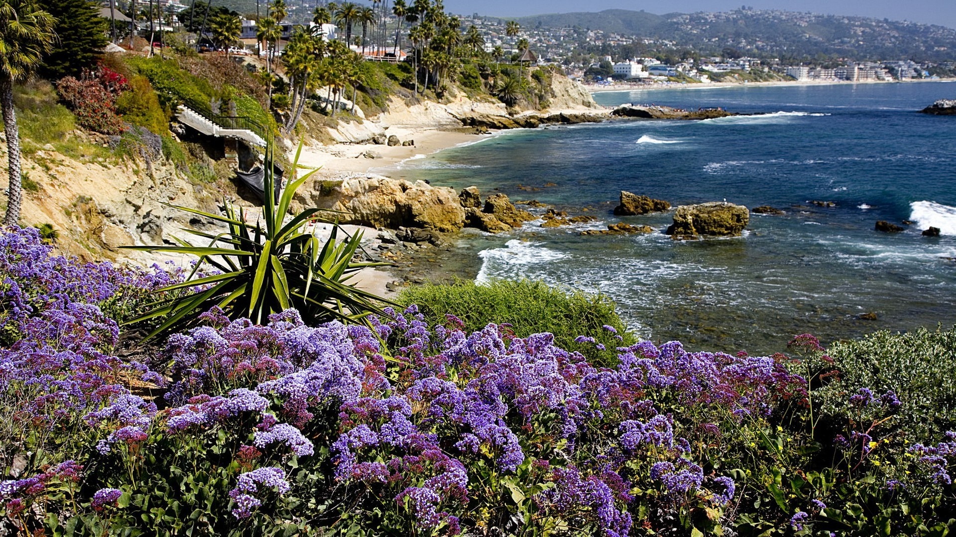 Purple wildflowers on a cliff overlooking the ocean HD Wallpaper
